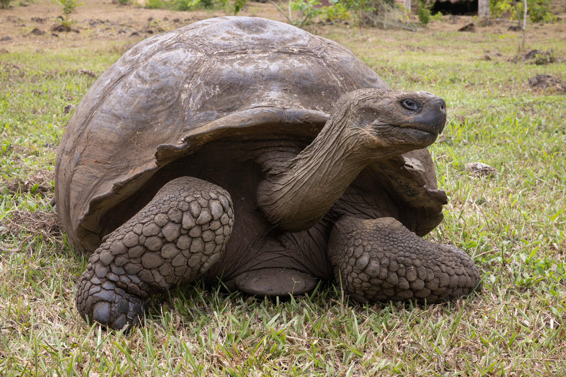 Galapagos Giant Tortoise