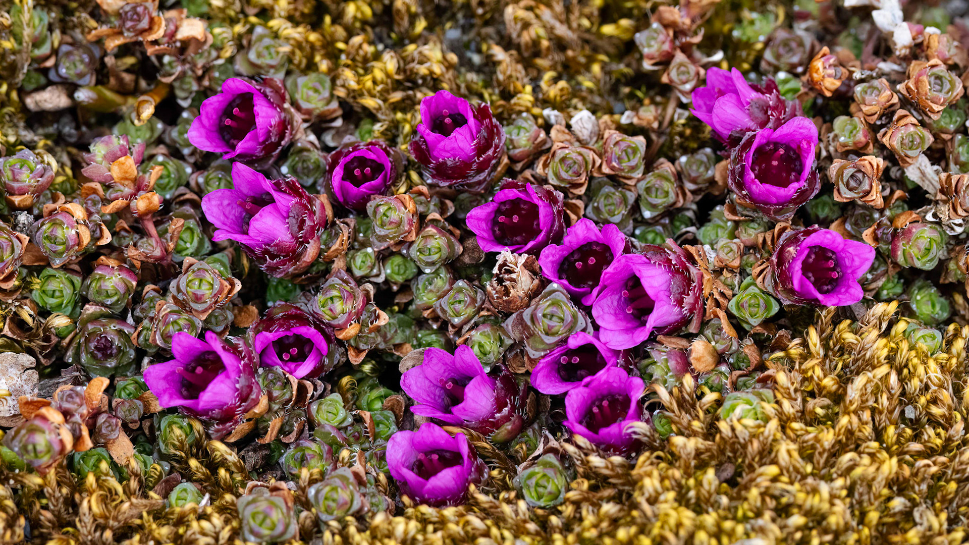 Purple Saxifrage