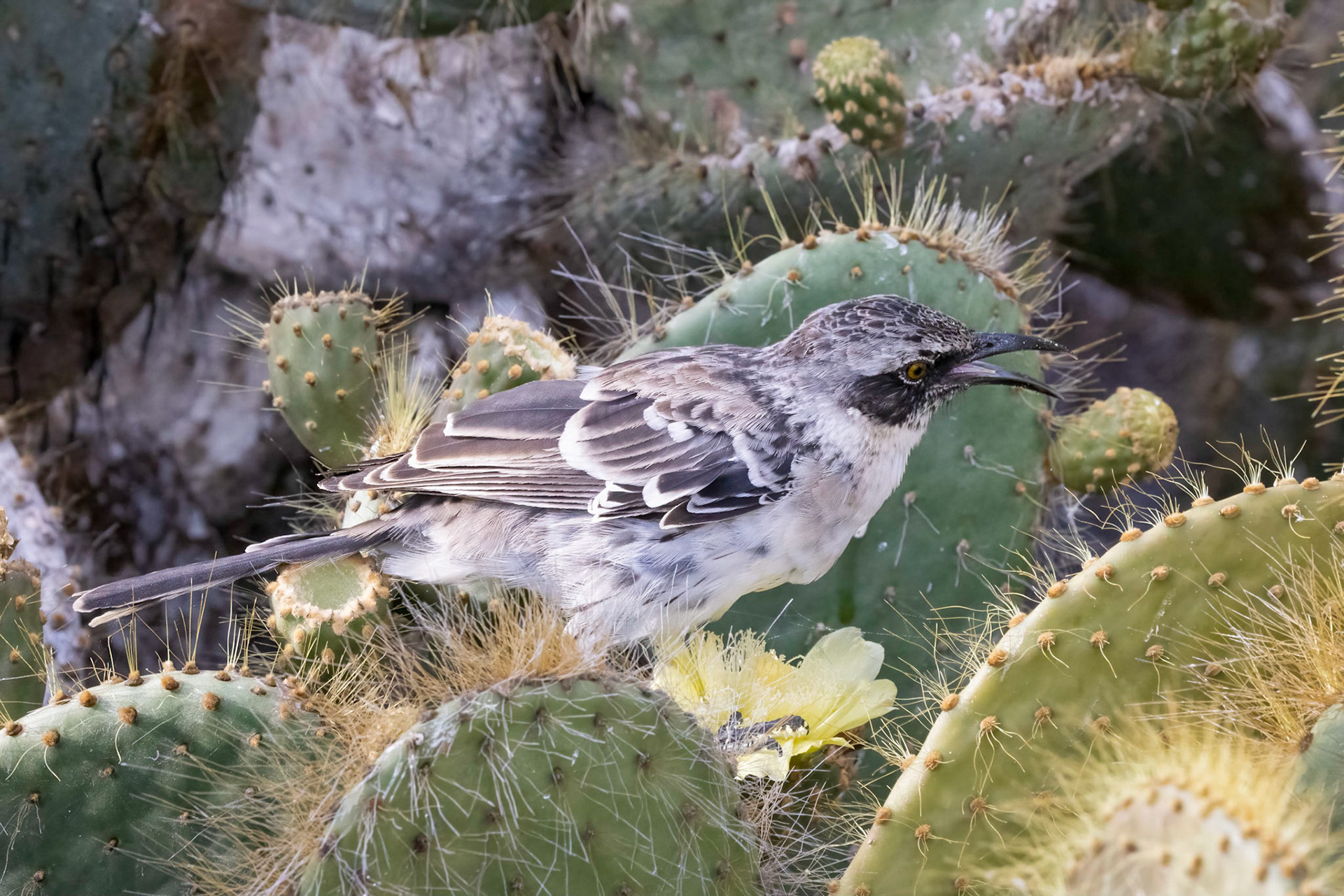 Genovesa Island, Mockingbird