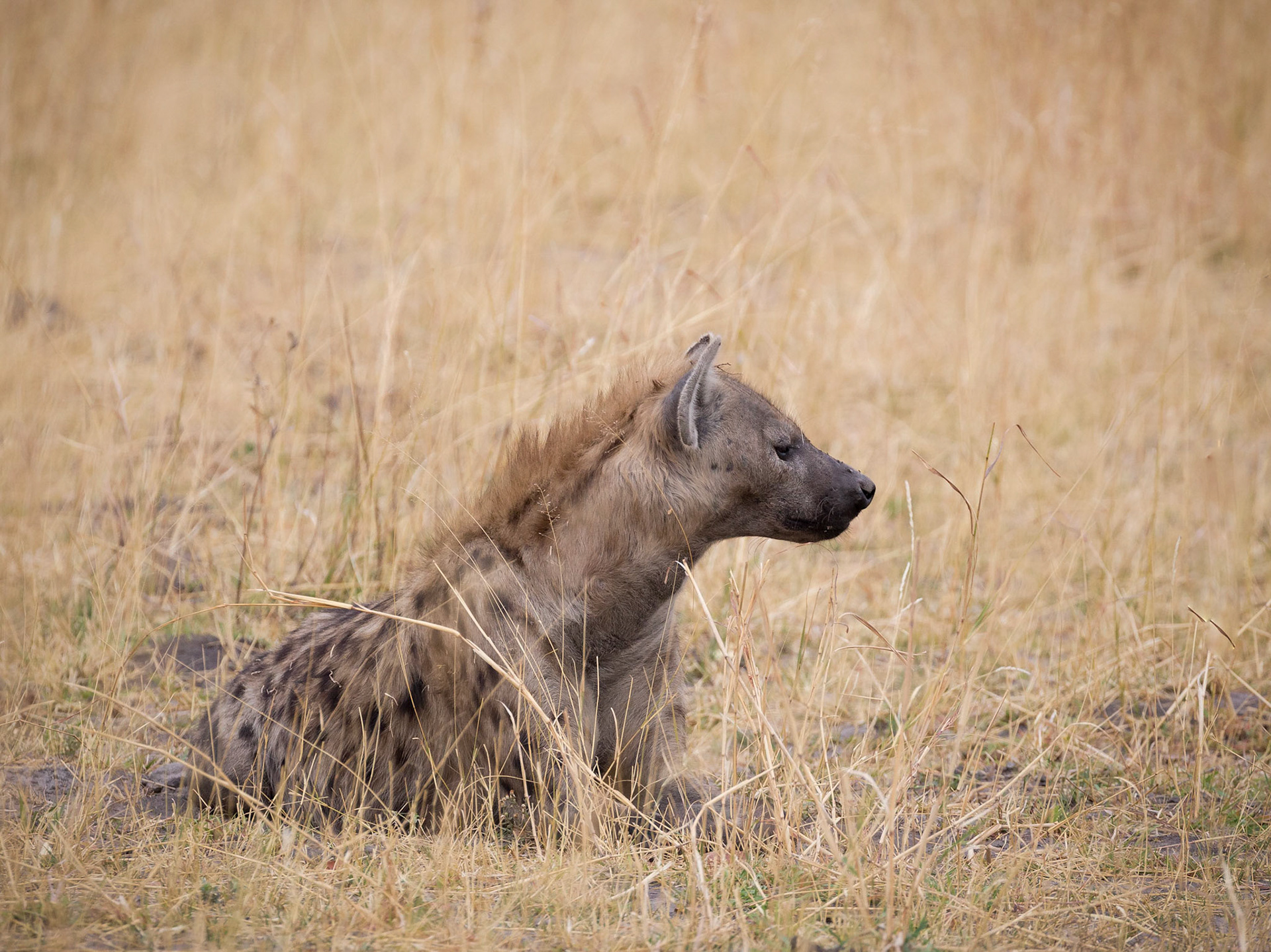 Spotted Hyena