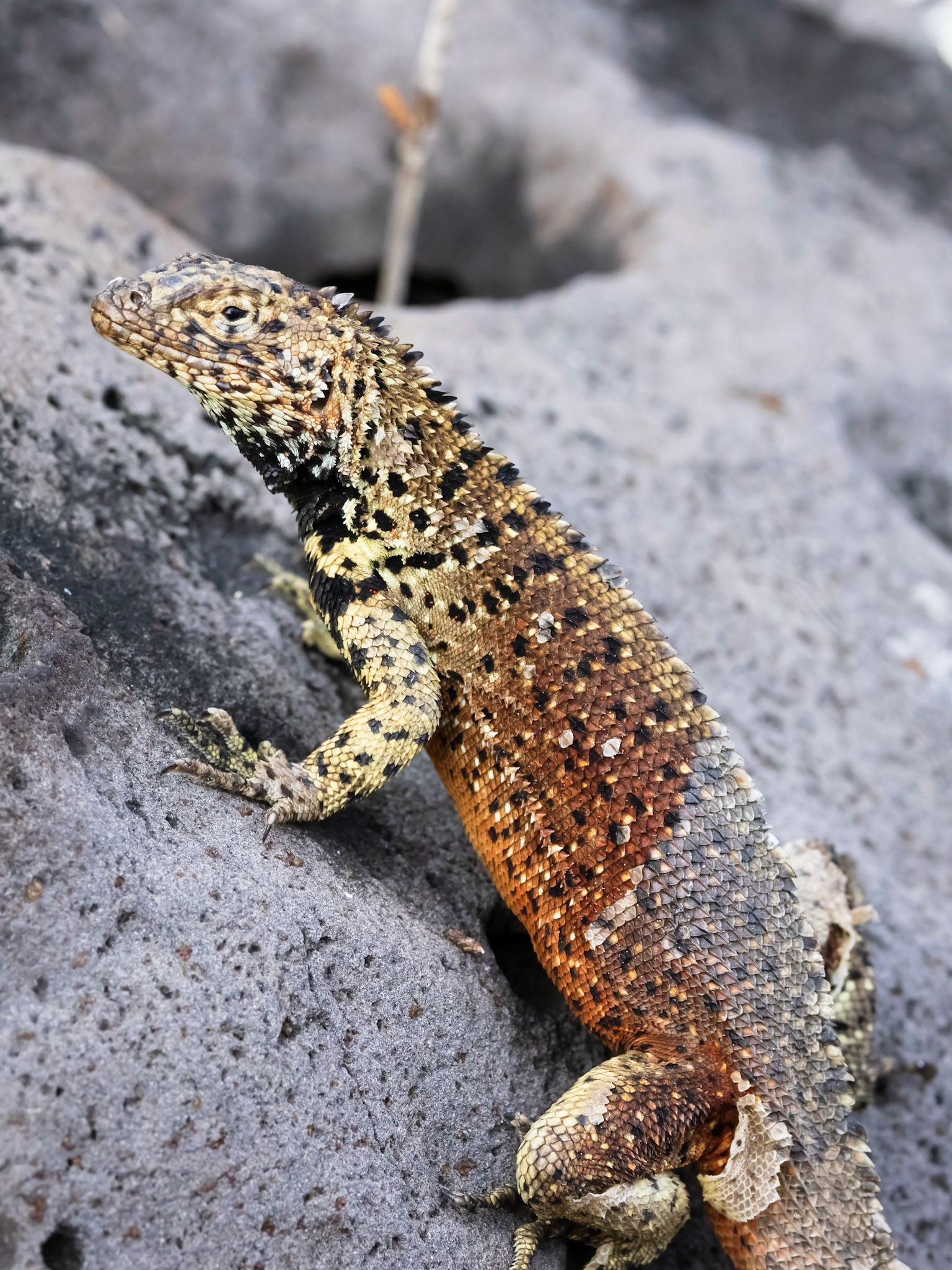 Lava Lizard