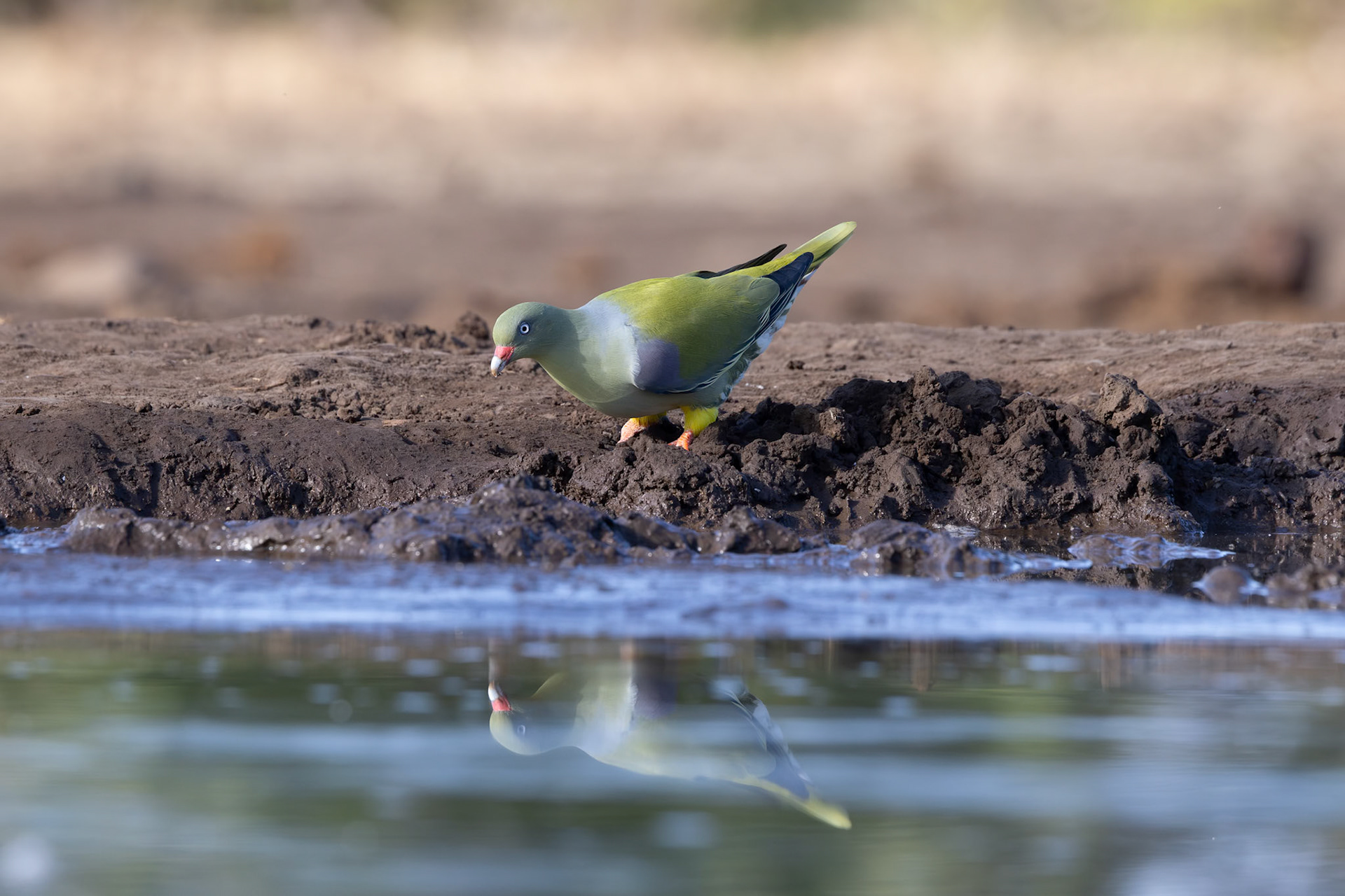 African Green Pigeon