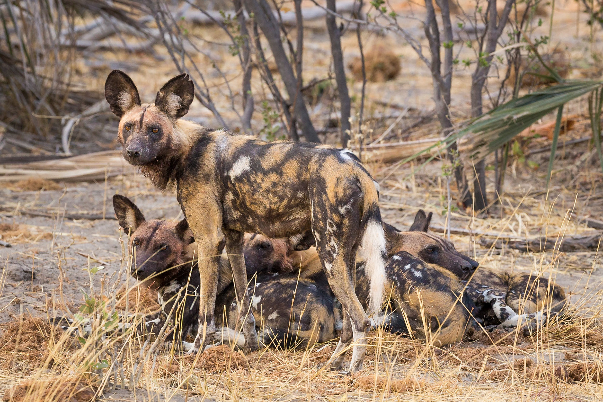 African Wild Dog