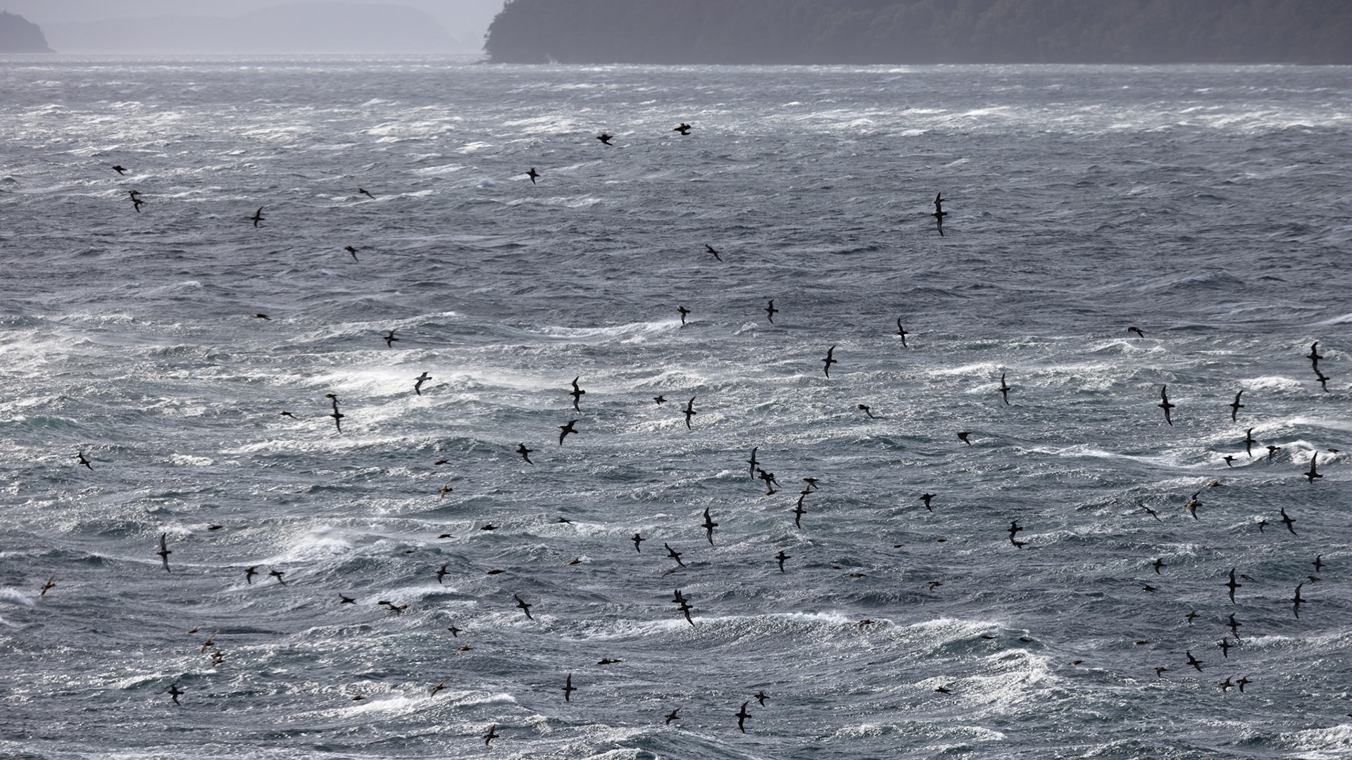 Gulf of San Esteban, (Northern segment of the Gulf of Pena)