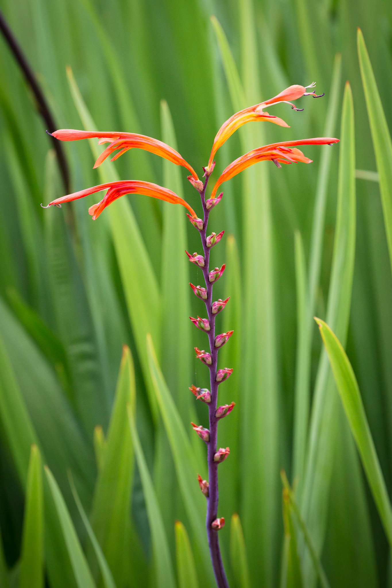 Cobra Lily