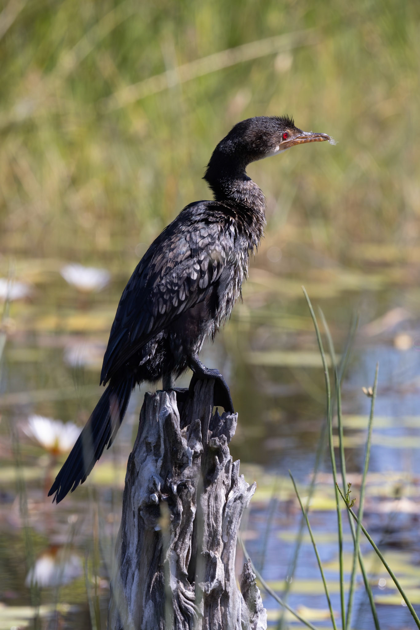 Reed Cormorant