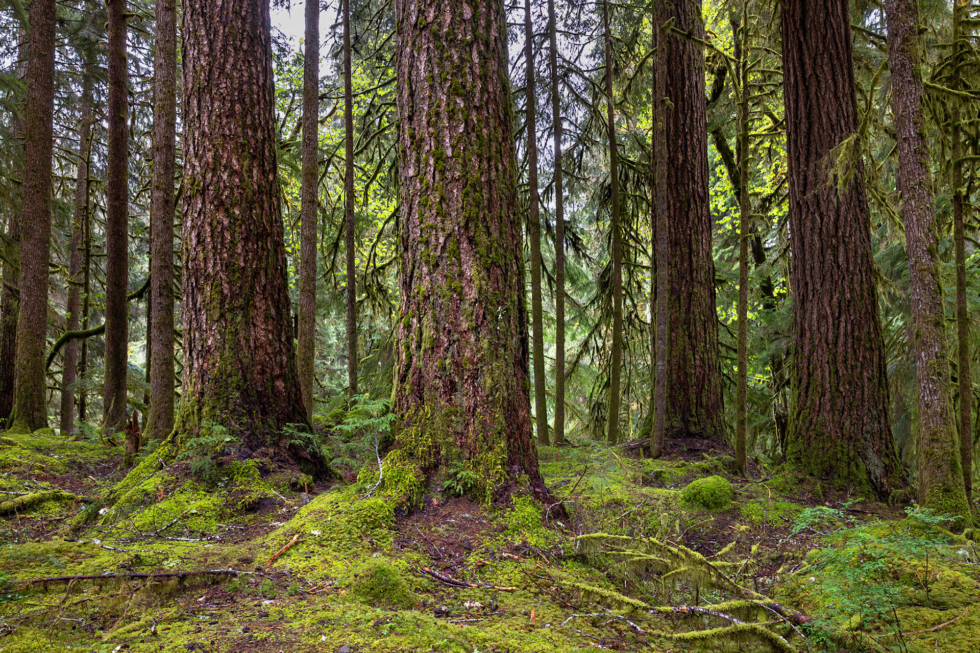 Ancient Groves Sol Duc River
