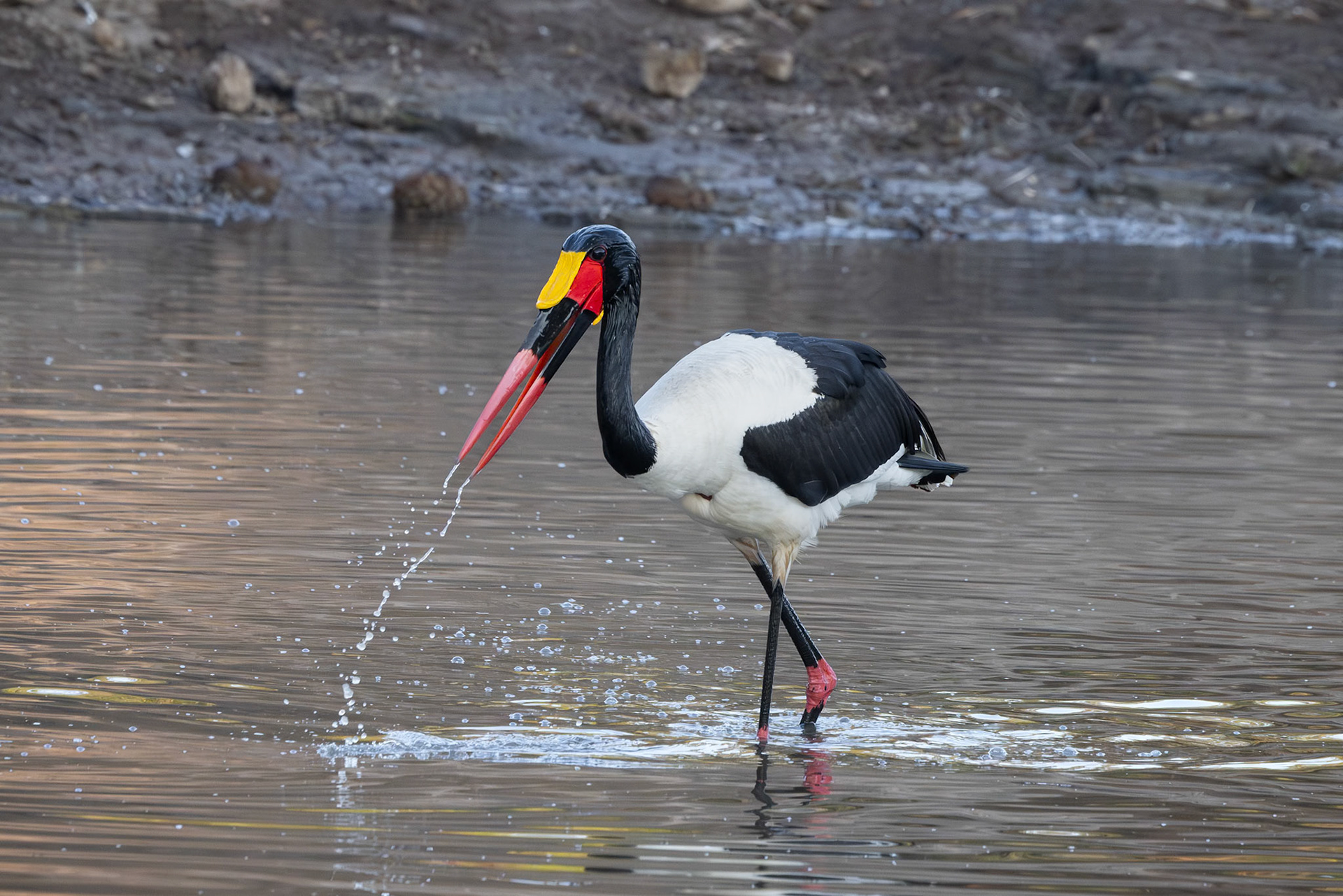 Saddle-Billed Stork