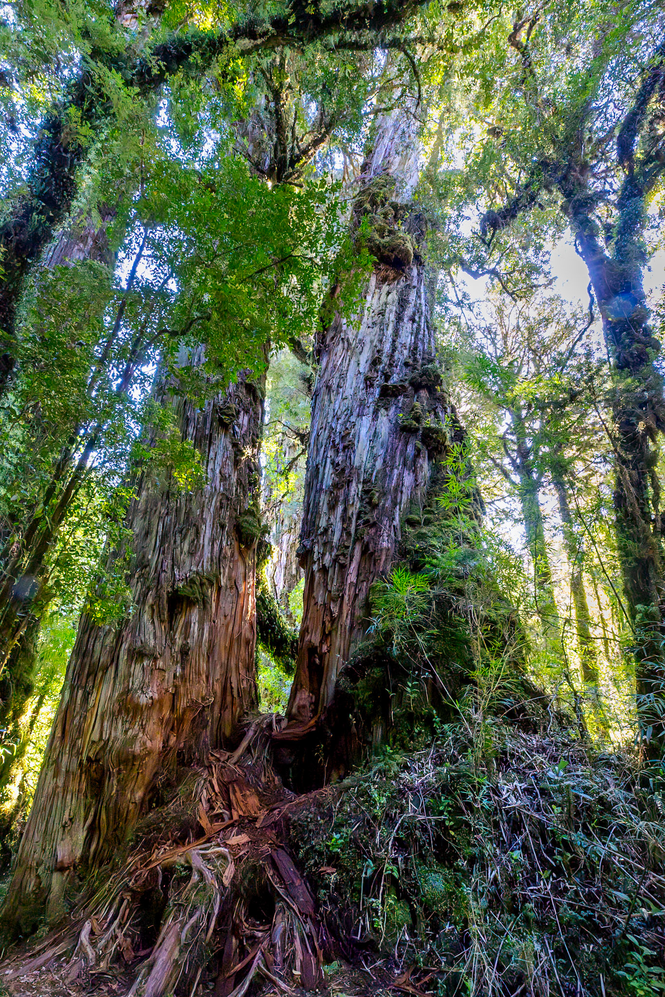 Pumalin Douglas Thompkins National Park, Alerce trees (these trees are over 3,000 yrs/old)