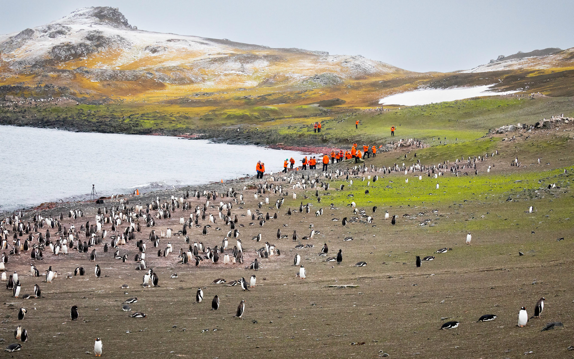 Barrientos Island, an ice-free island, part of the South Shetlands Islands