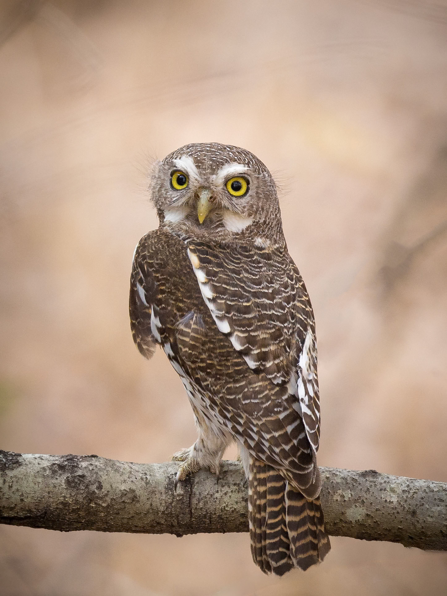 Pearl-spotted Owlet