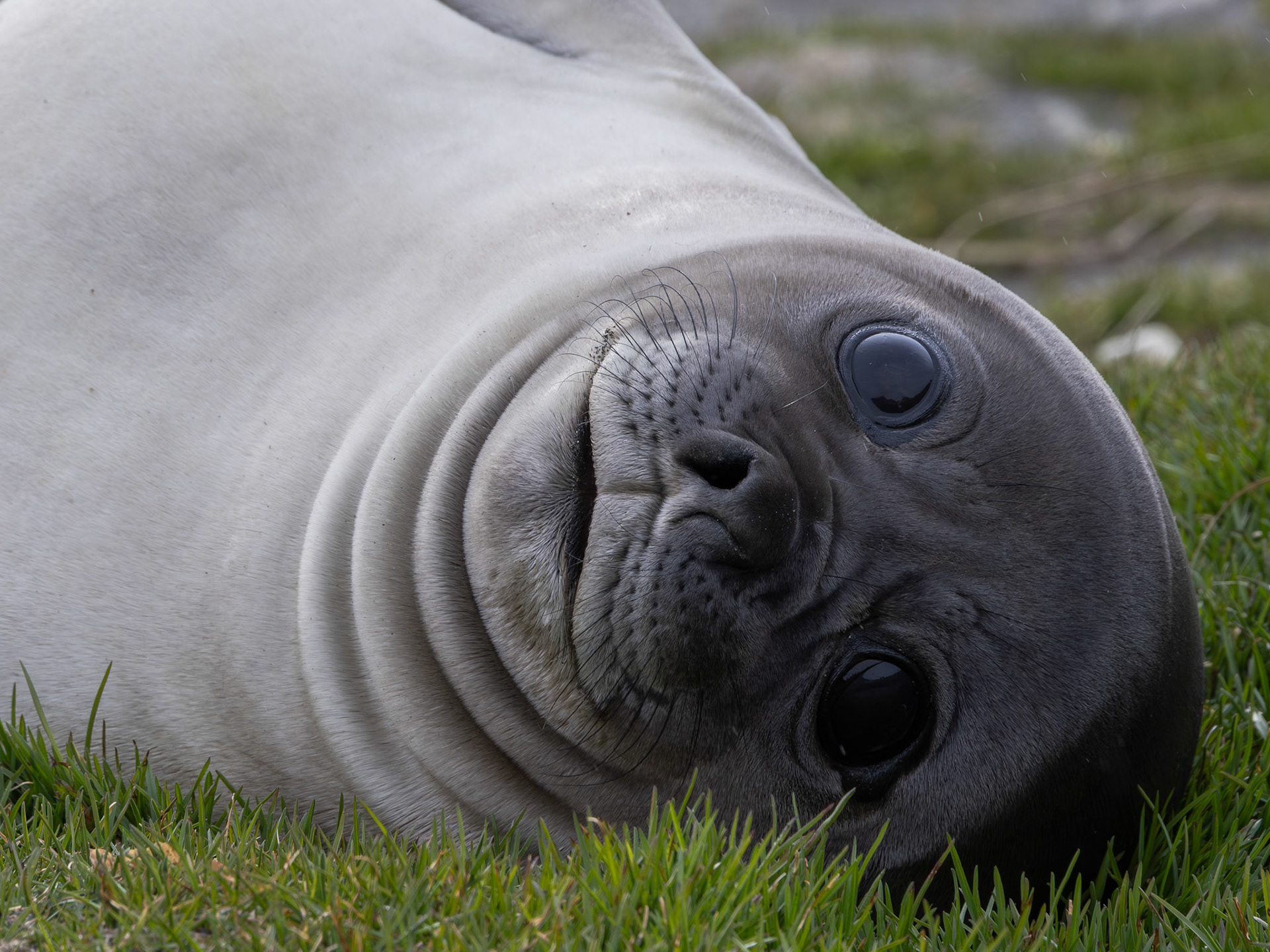 Elephant Seal pup, Ocean Harbour, South Georgia Island