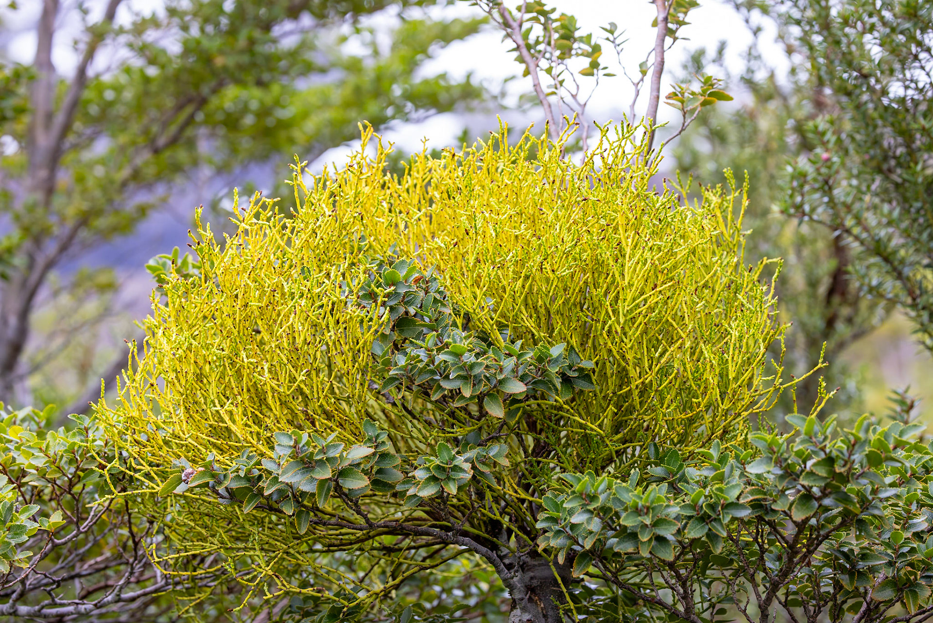 Feathery Mistletoe