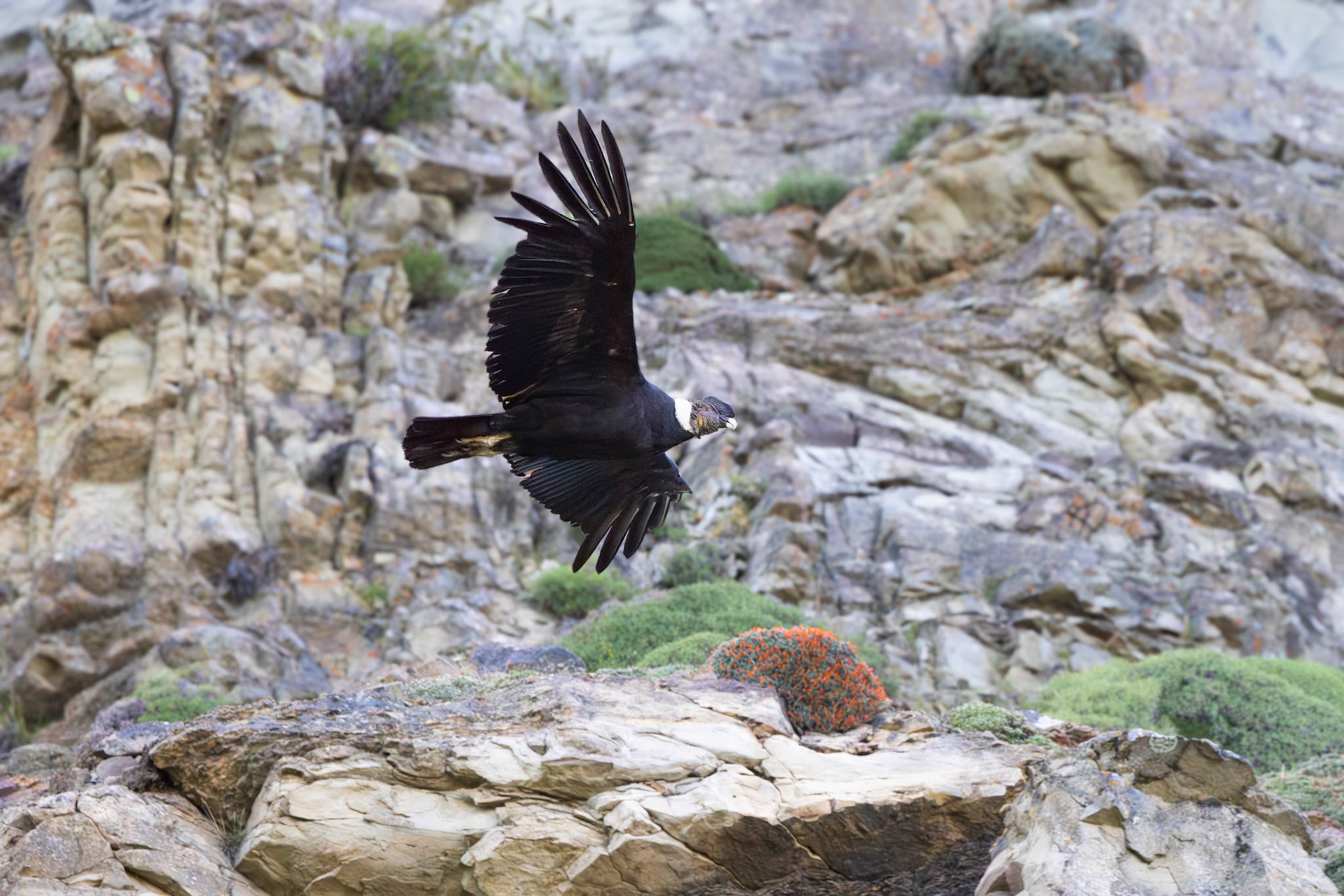 Andean Condor