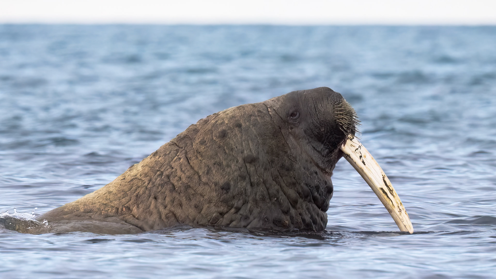 Walrus