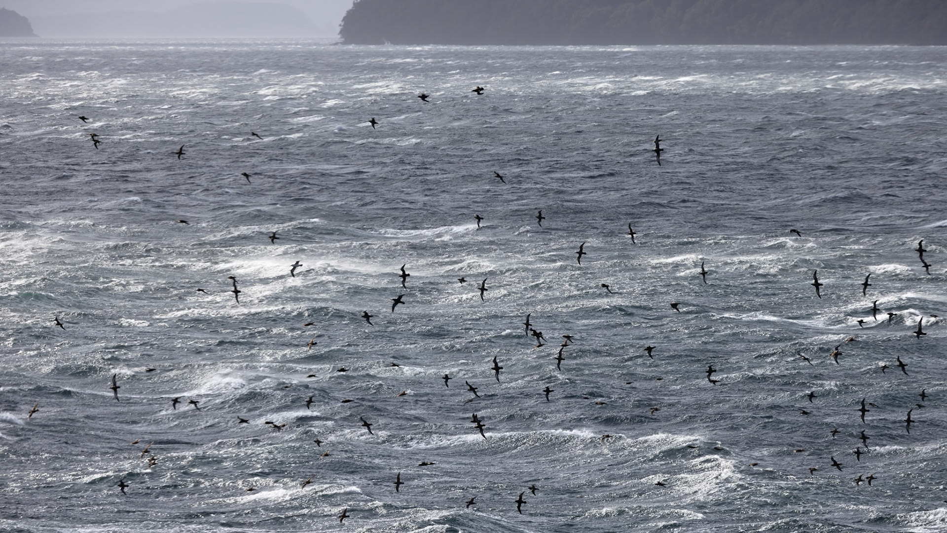 Gulf of San Esteban, (Northern segment of the Gulf of Pena)