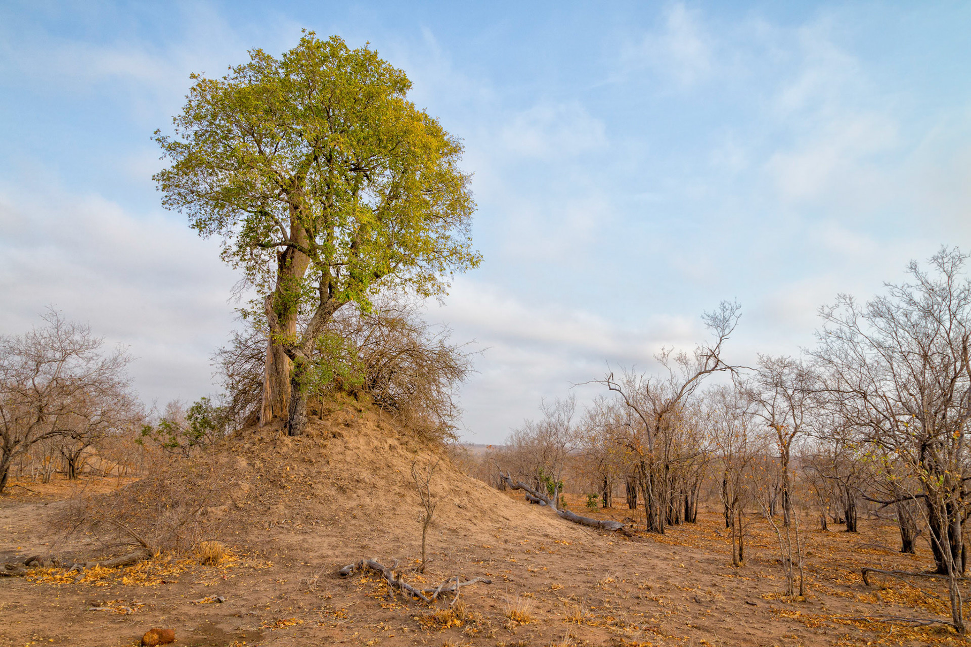 Old termite mound with tree