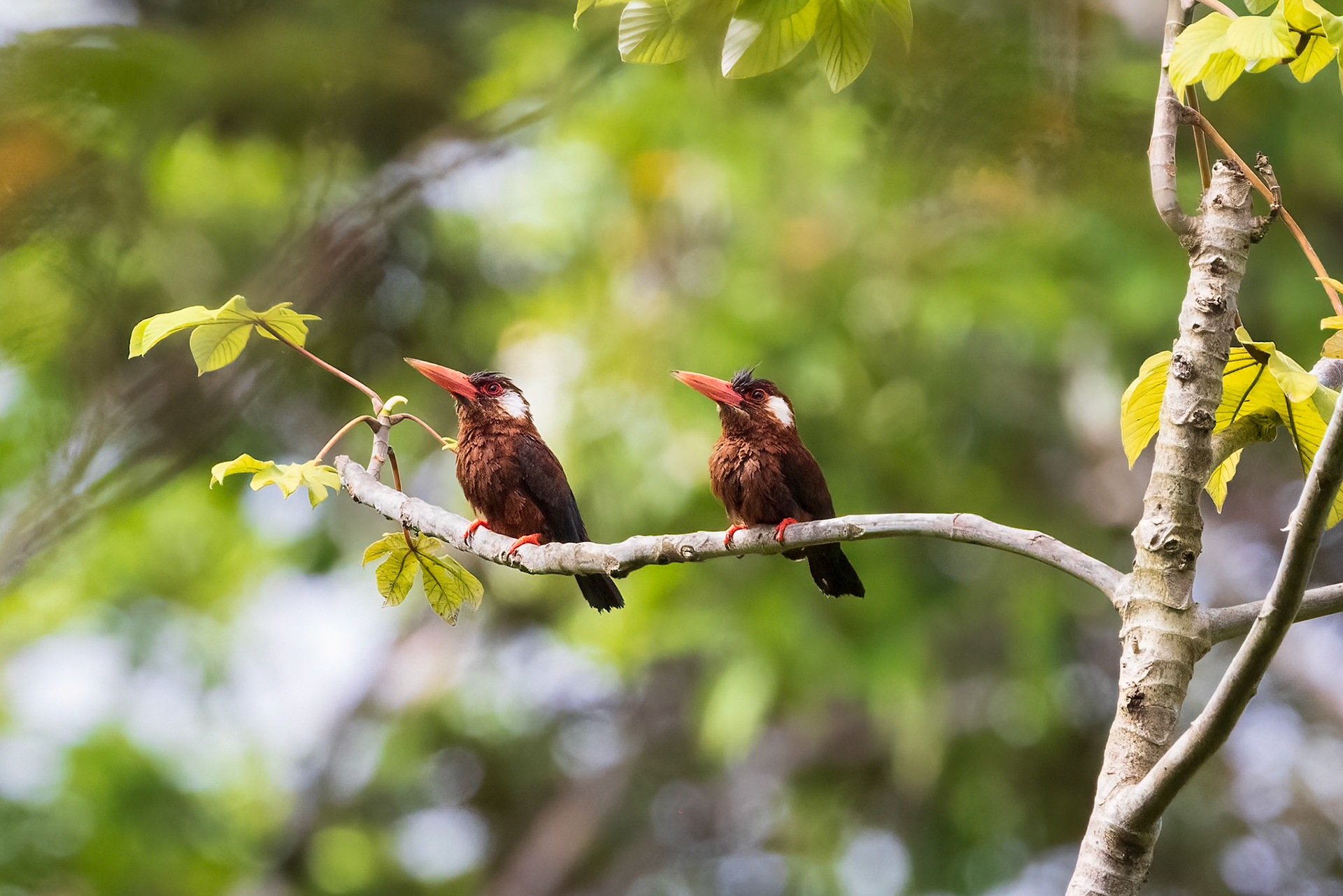 White-eared Jacamar