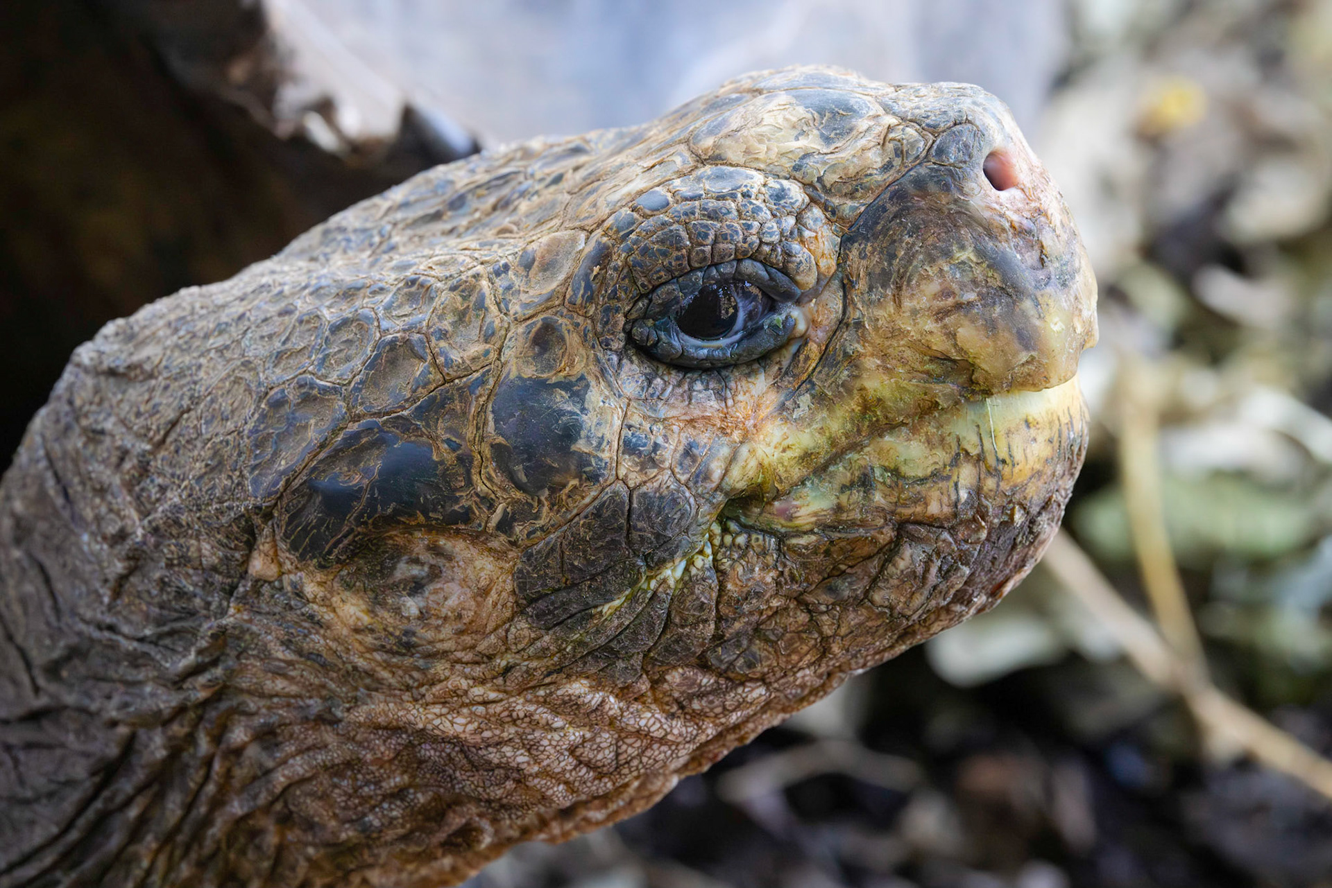 Galapagos Giant Tortoise