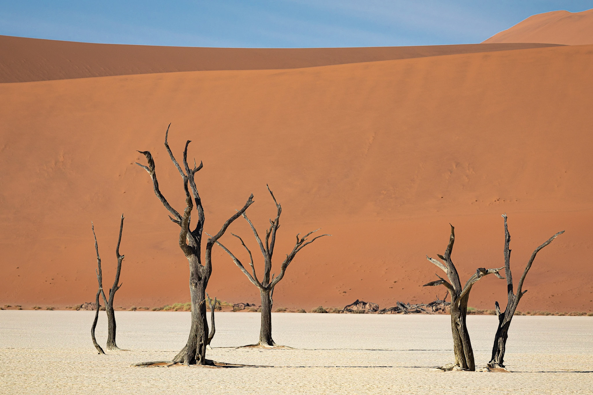 Deadvlei; 600-year-old camel thorn trees