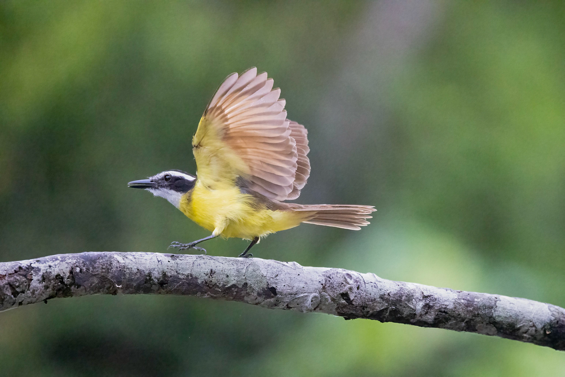 Great Kiskadee
