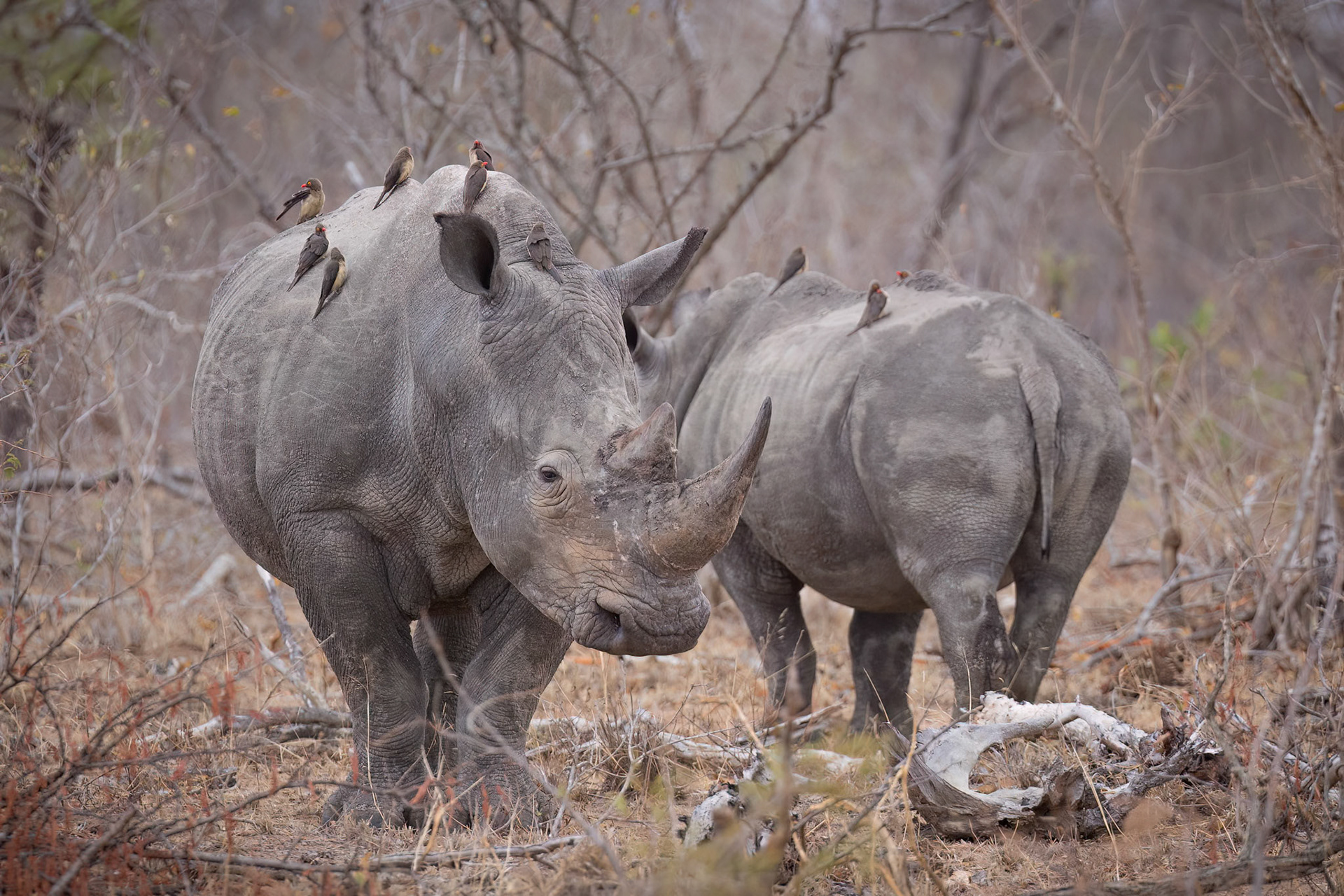 White rhinoceros