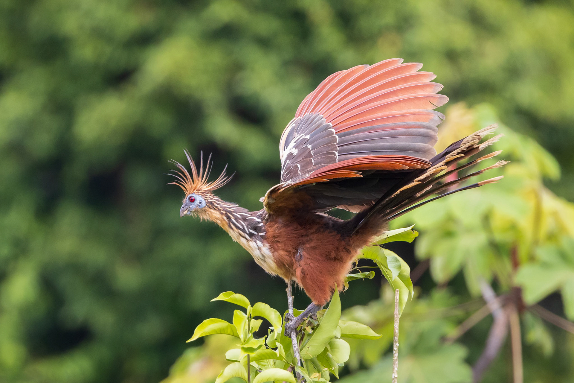 Hoatzin