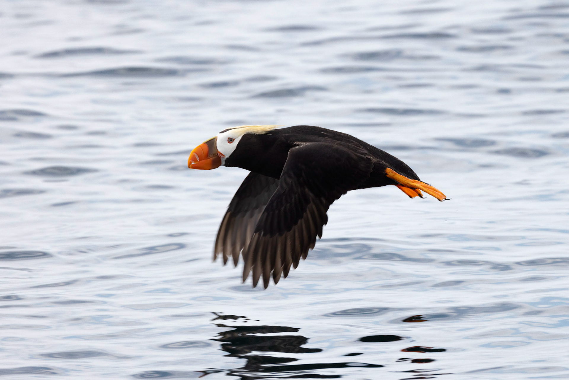 Tufted Puffin