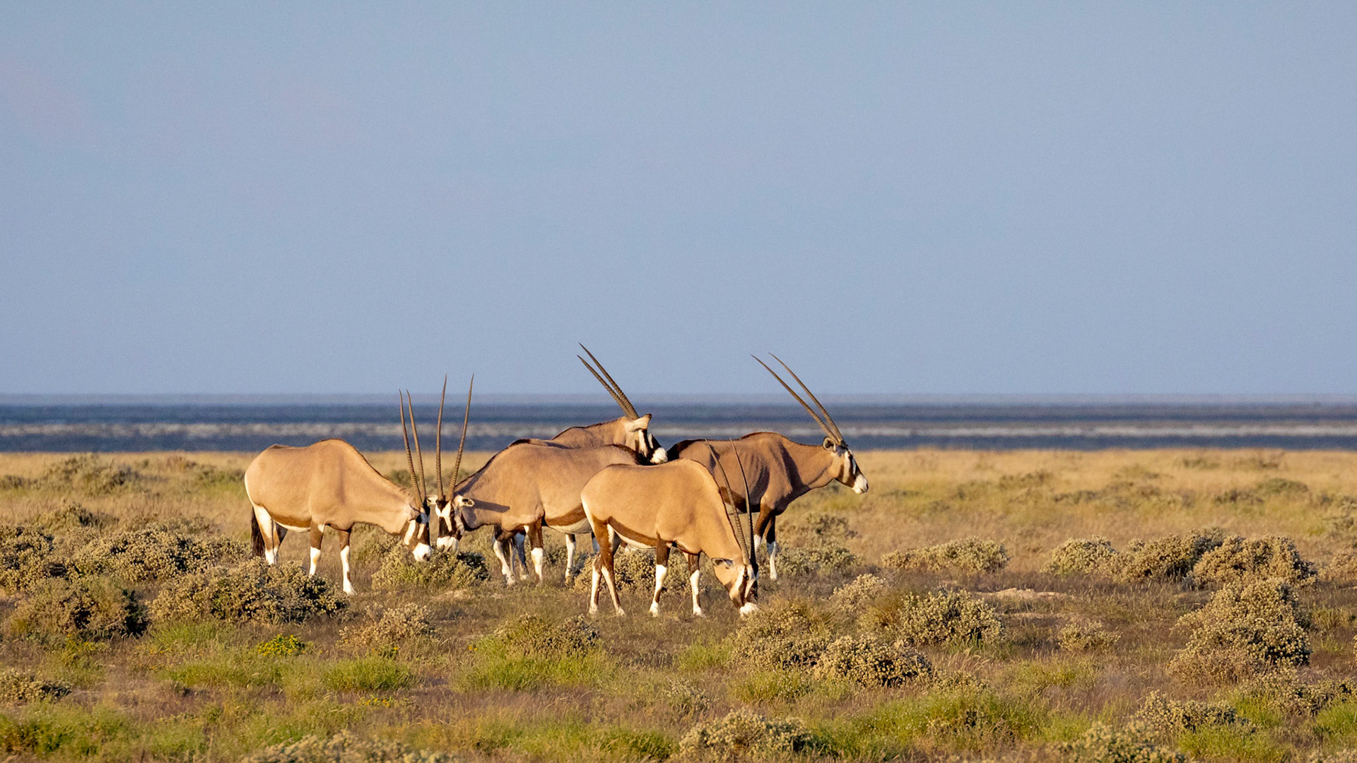 African Oryx or Gemsbok
