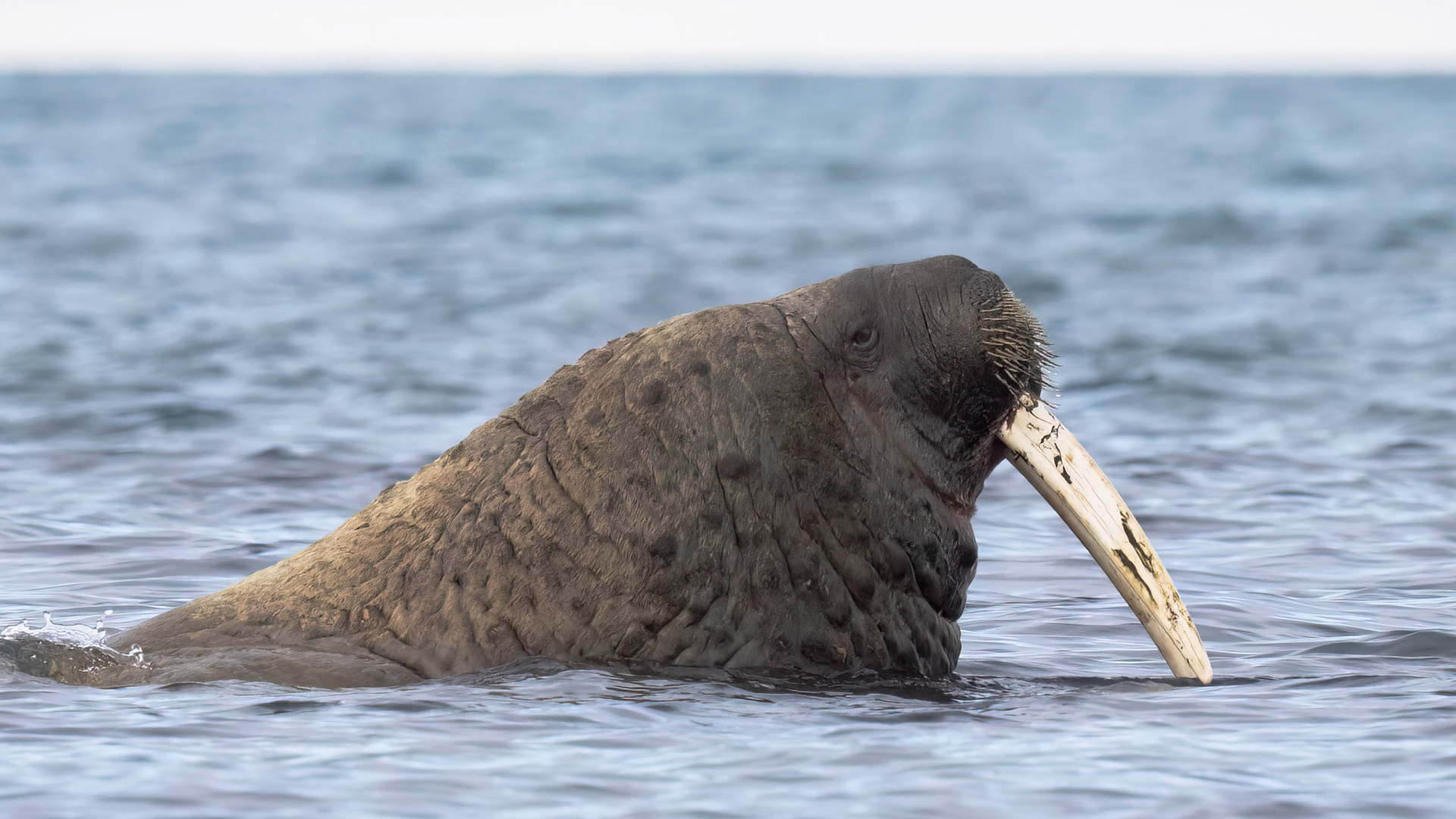 Walrus