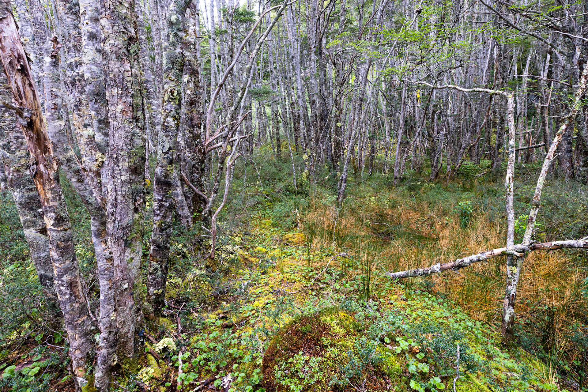 Magellanic Subpolar Forest