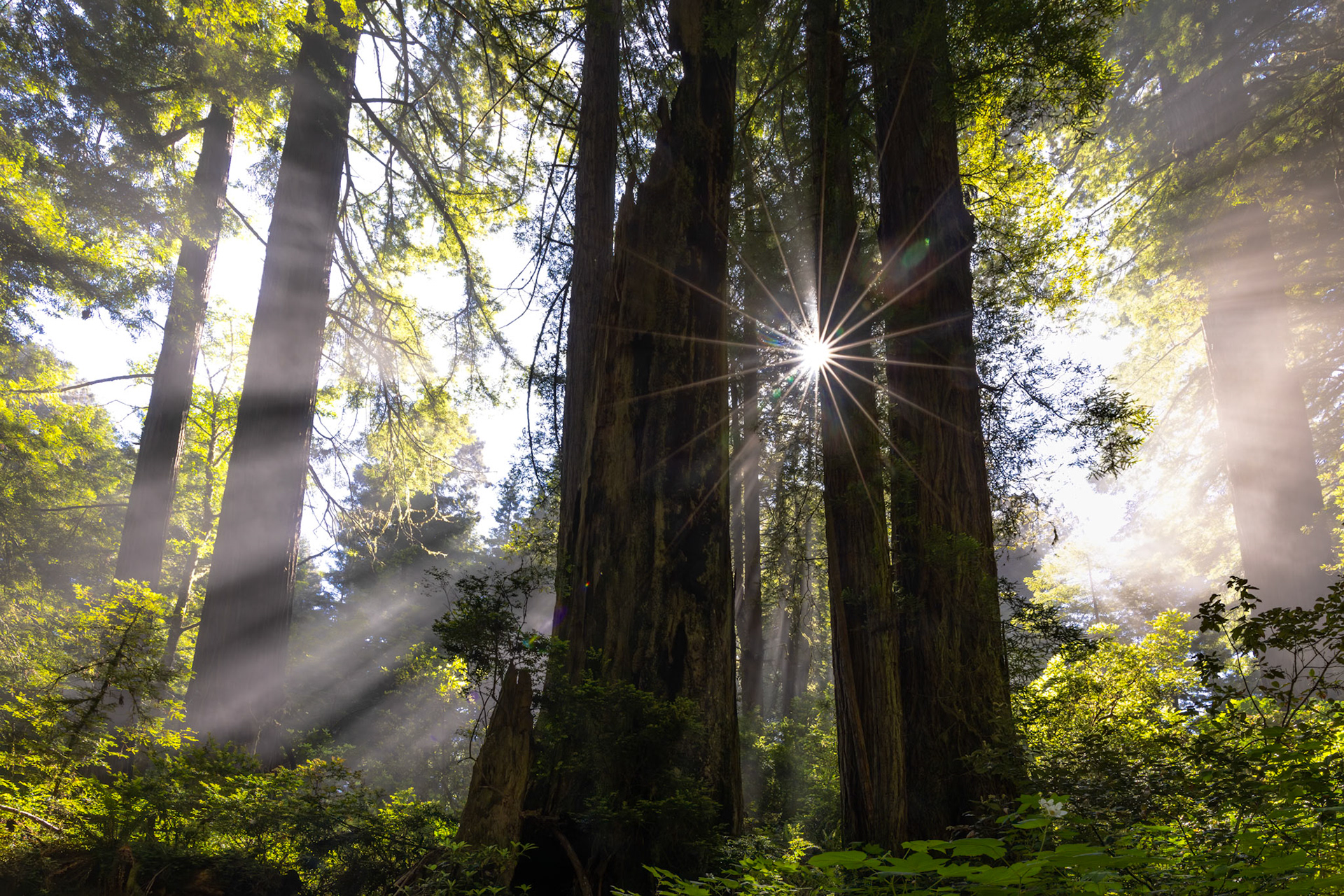 Del Norte Coast Redwoods