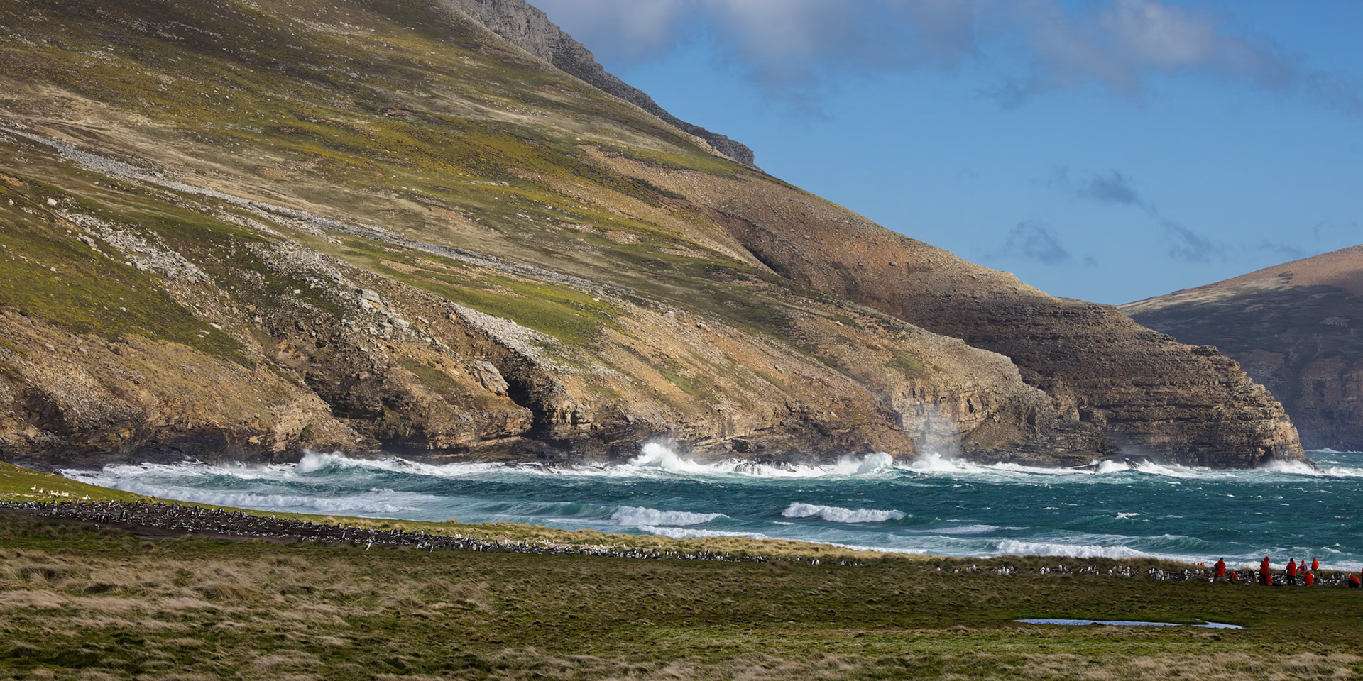 Gentoo penguin colony, Grave Cove, Falkland Islands