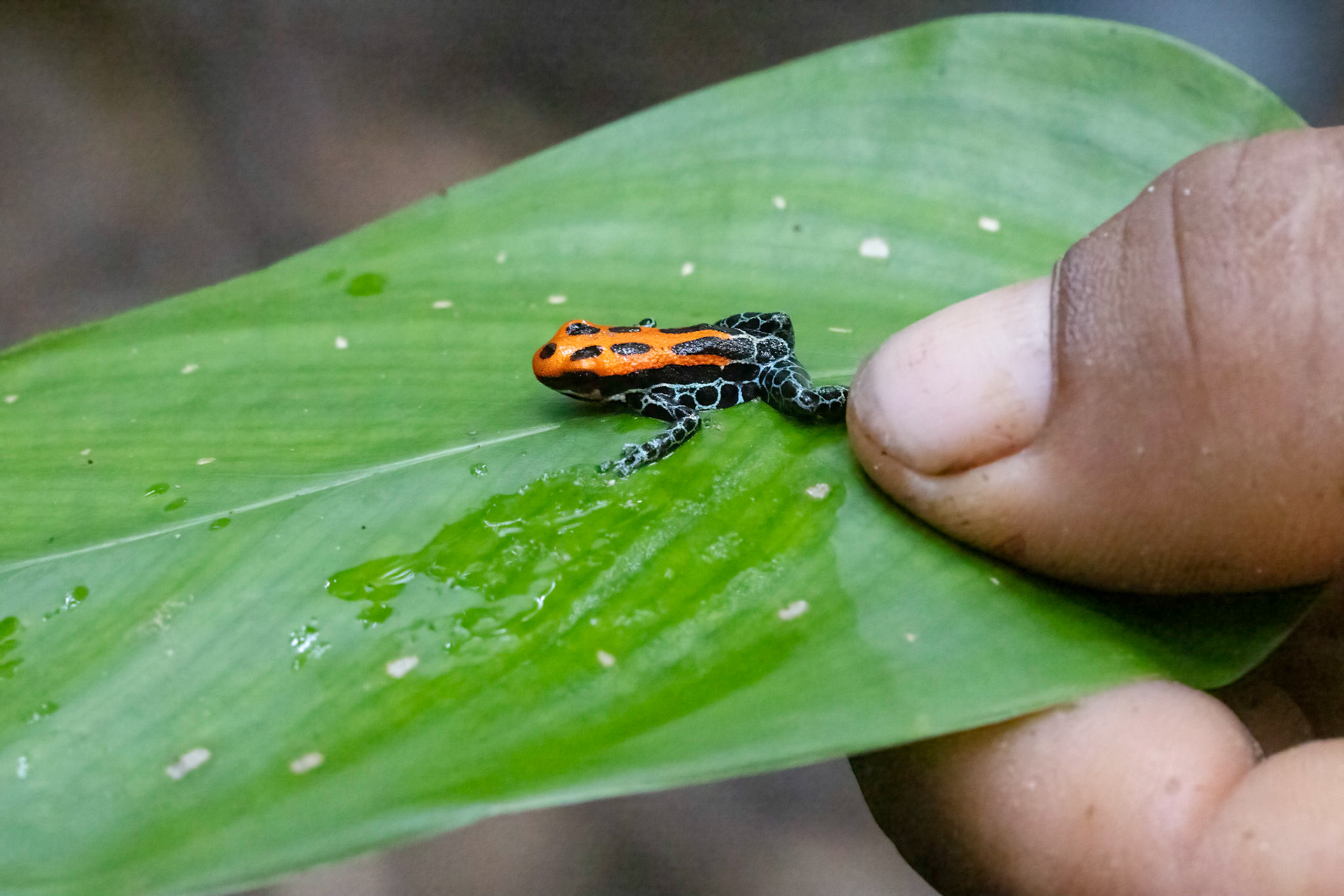 Poison-dart Frog