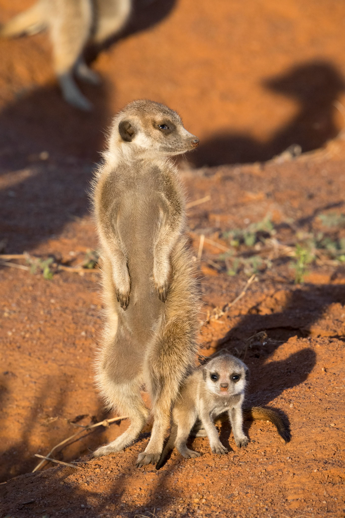 Meerkat