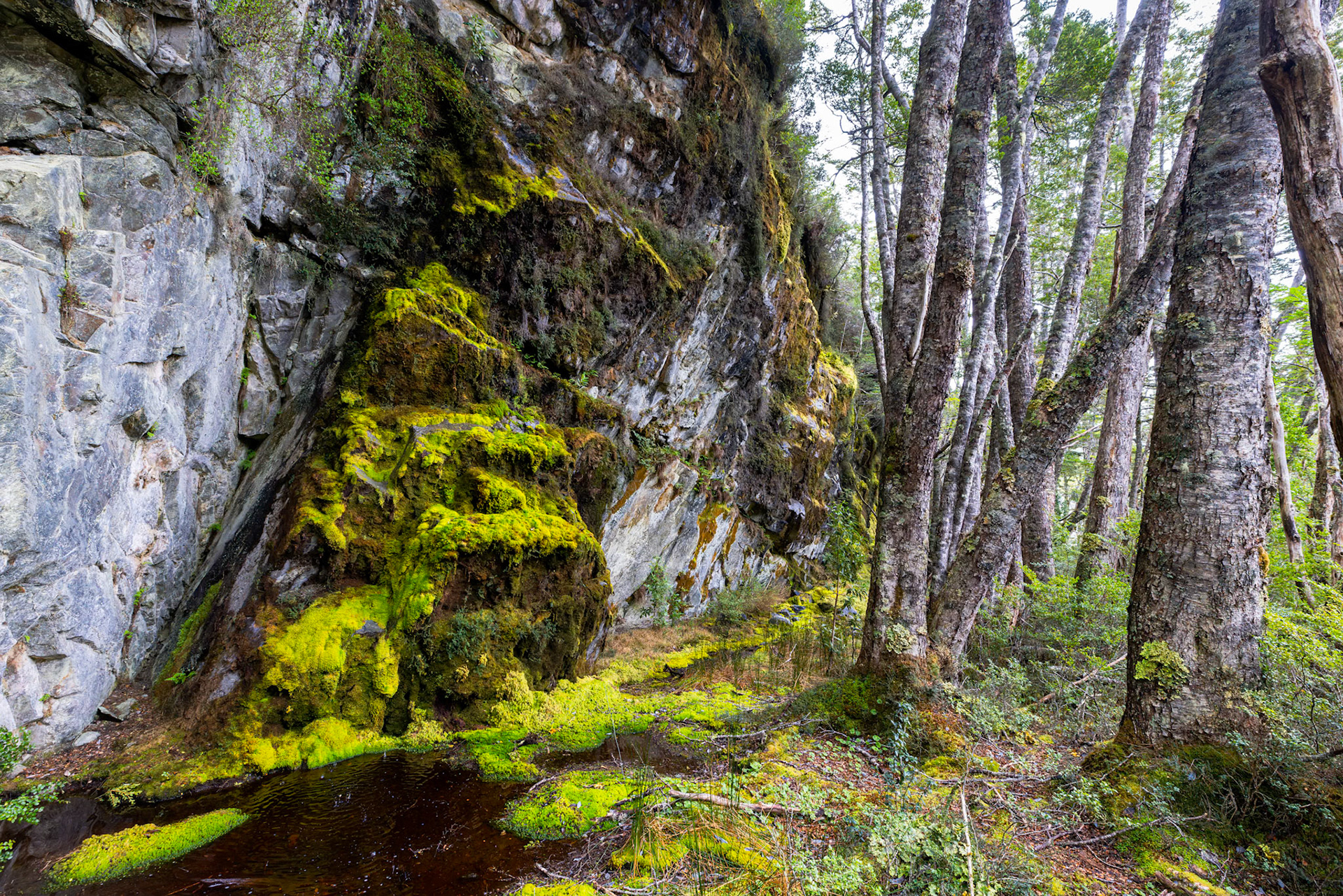 Magellanic Subpolar Forest