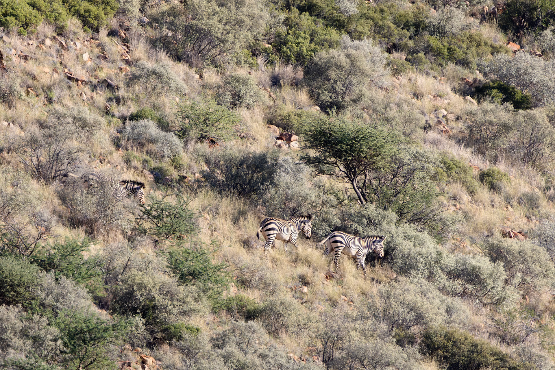 Hartmann's (Mountain) Zebra