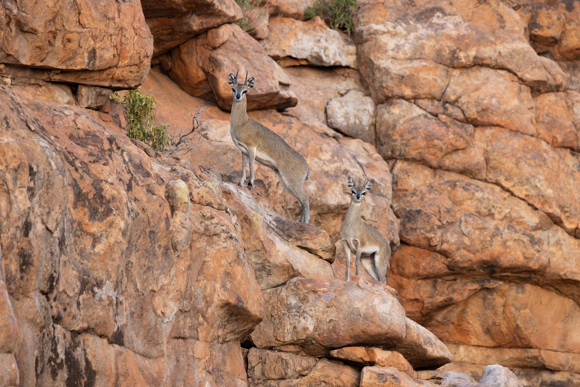Klipspringer