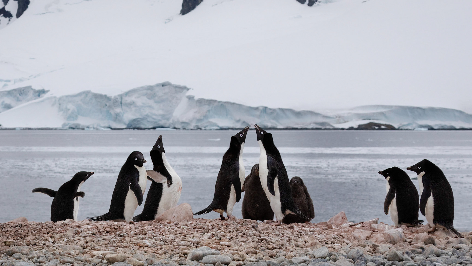 Pourquoi Pas Island;  Adult Adelie Penguins