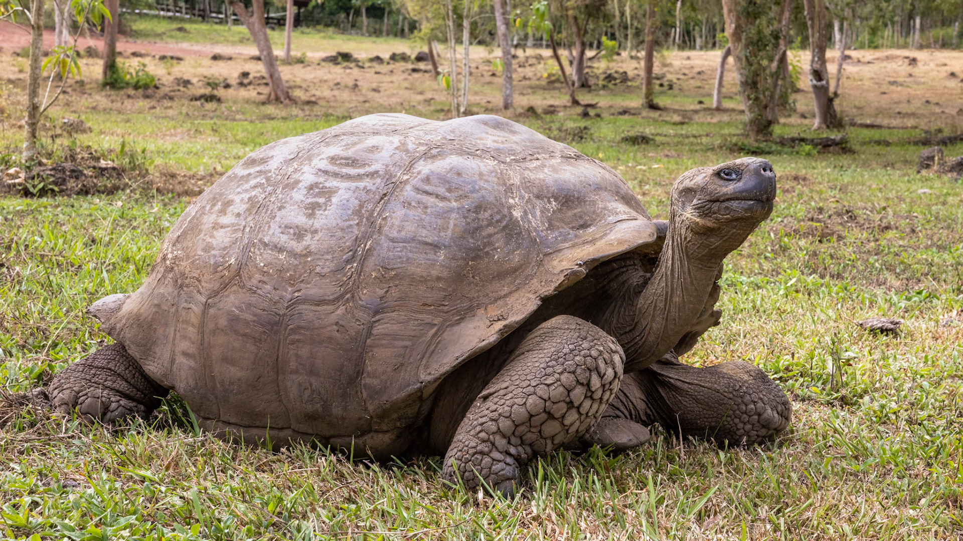 Galapagos Giant Tortoise