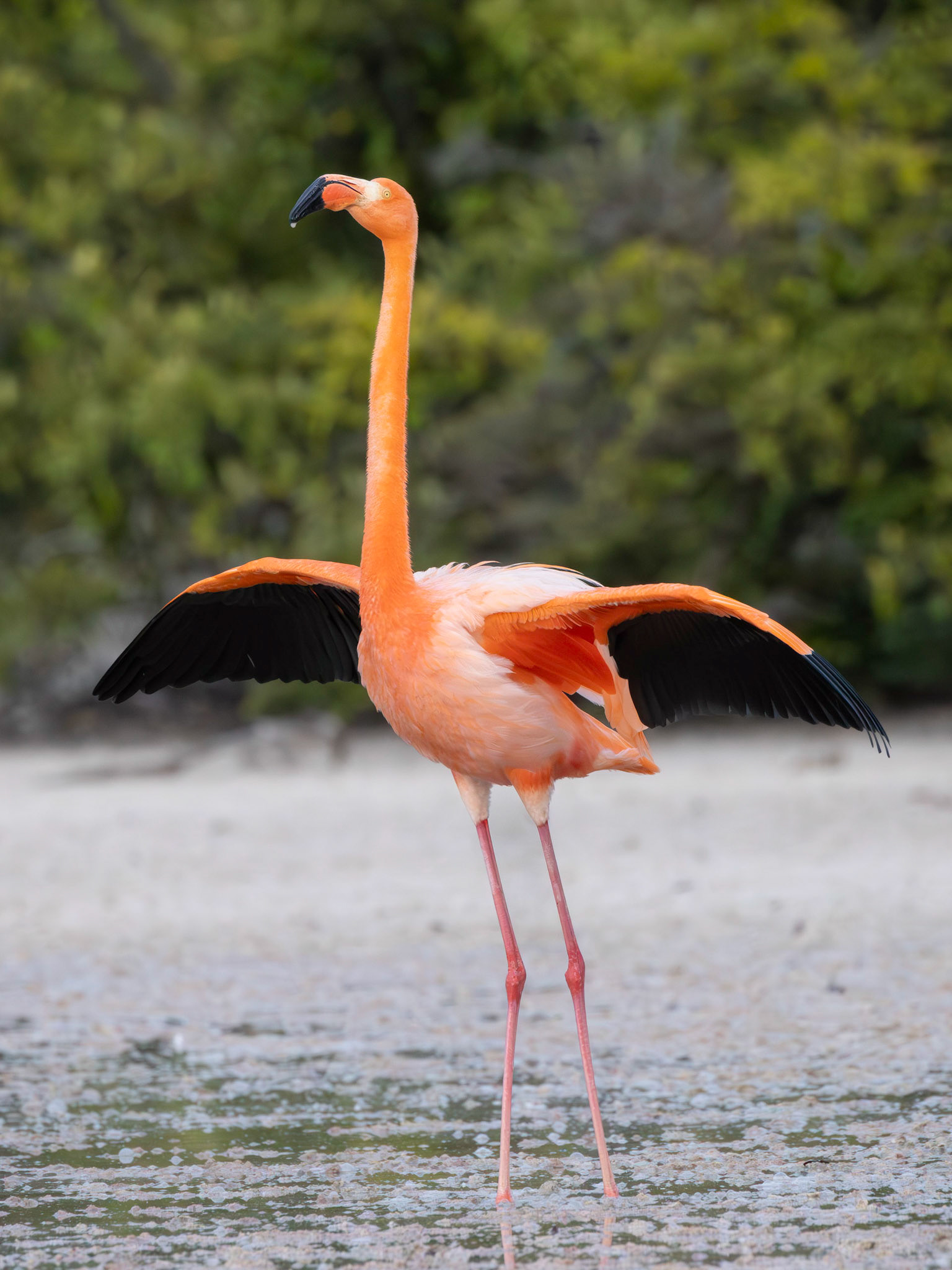 American Flamingo
