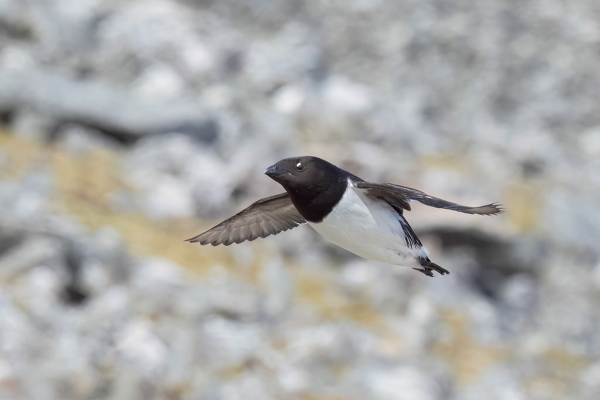 Little Auk