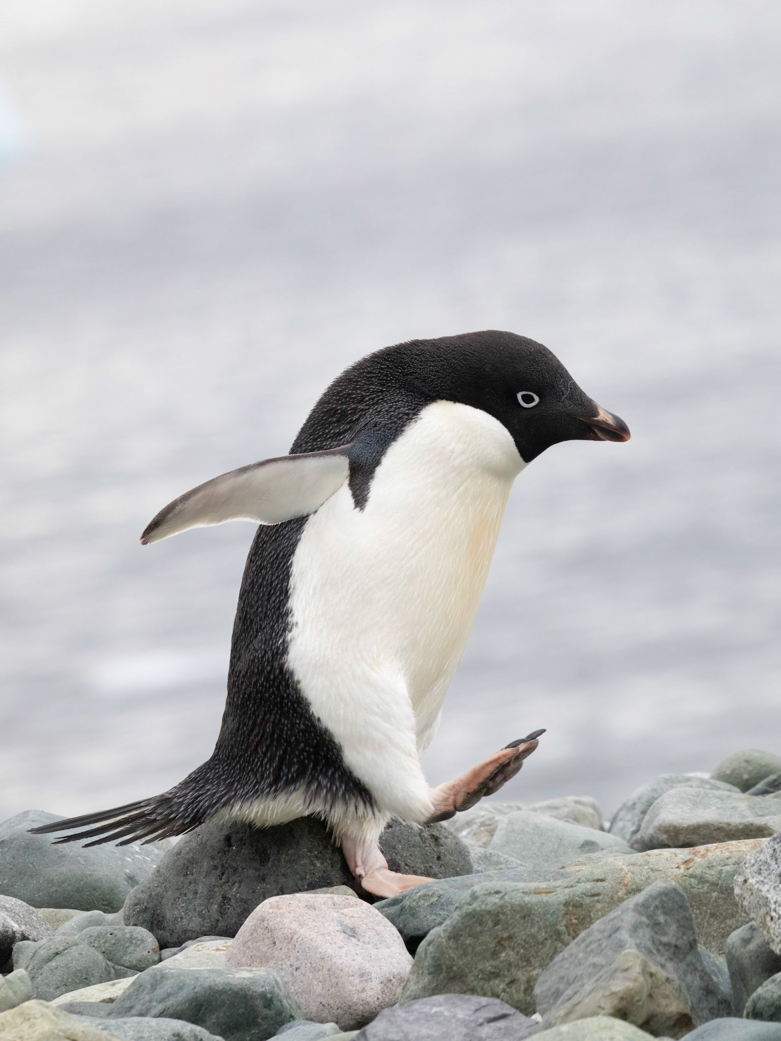 Adelie Penguin