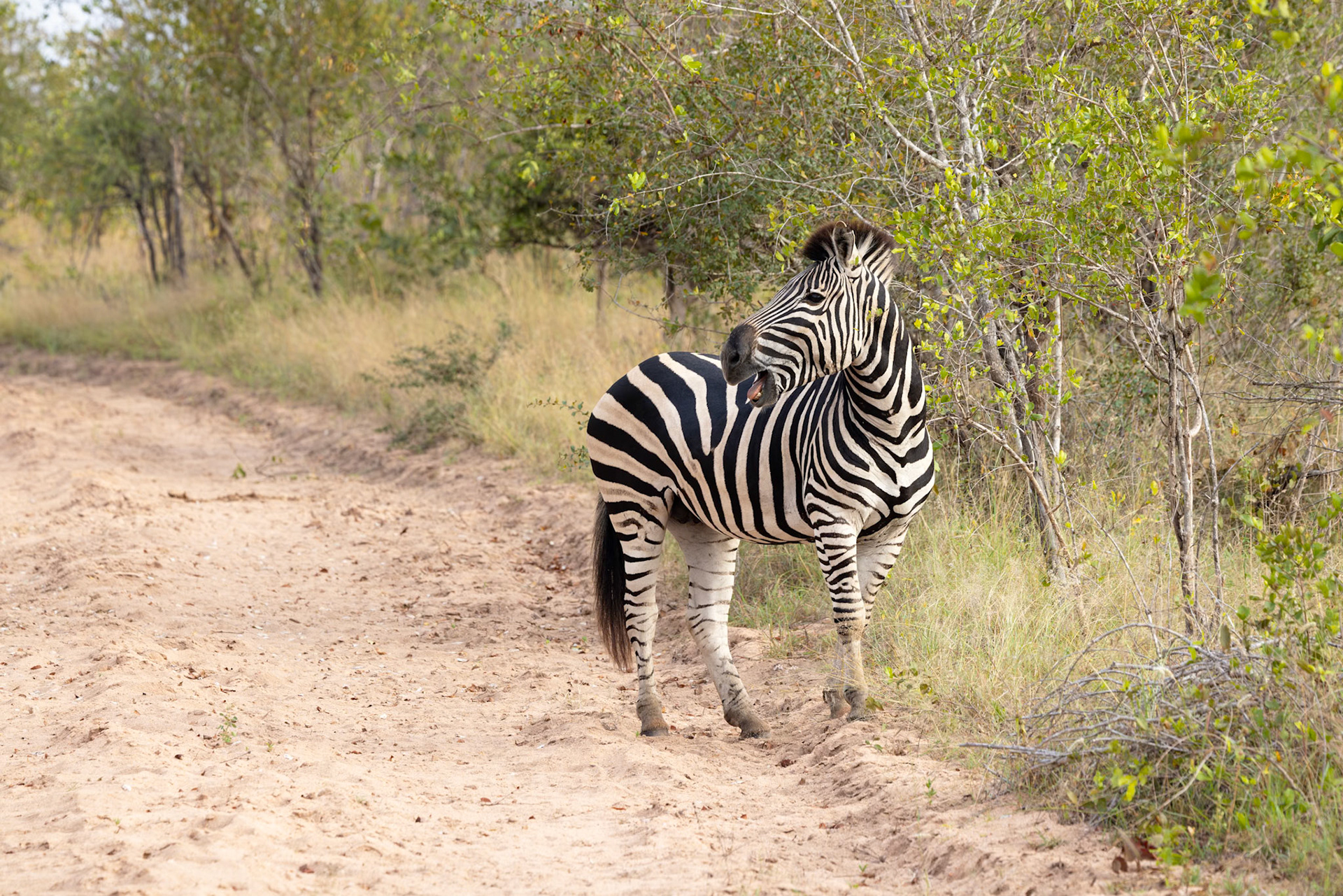 Burchell's Zebra