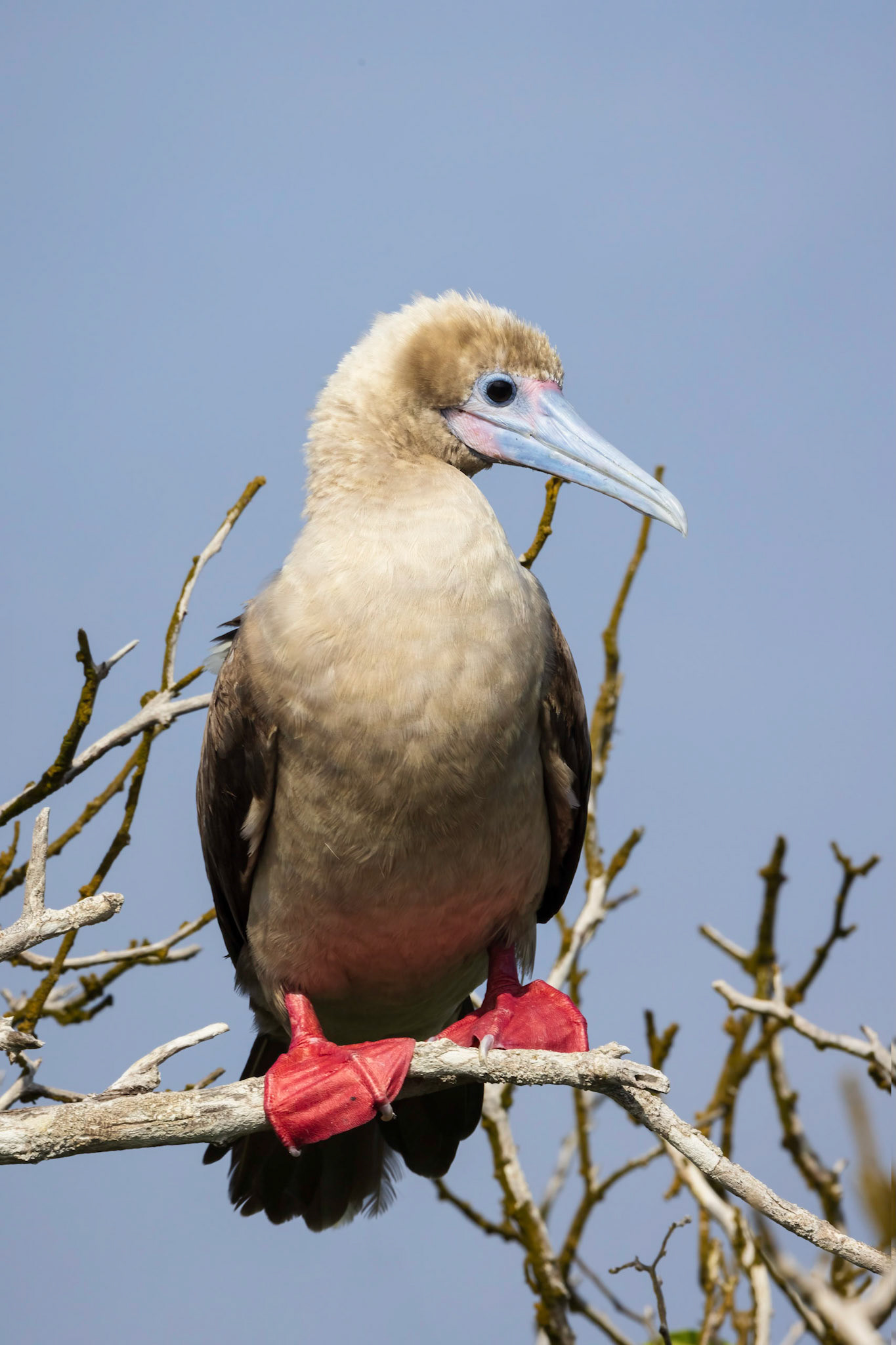 Red-footed Booby