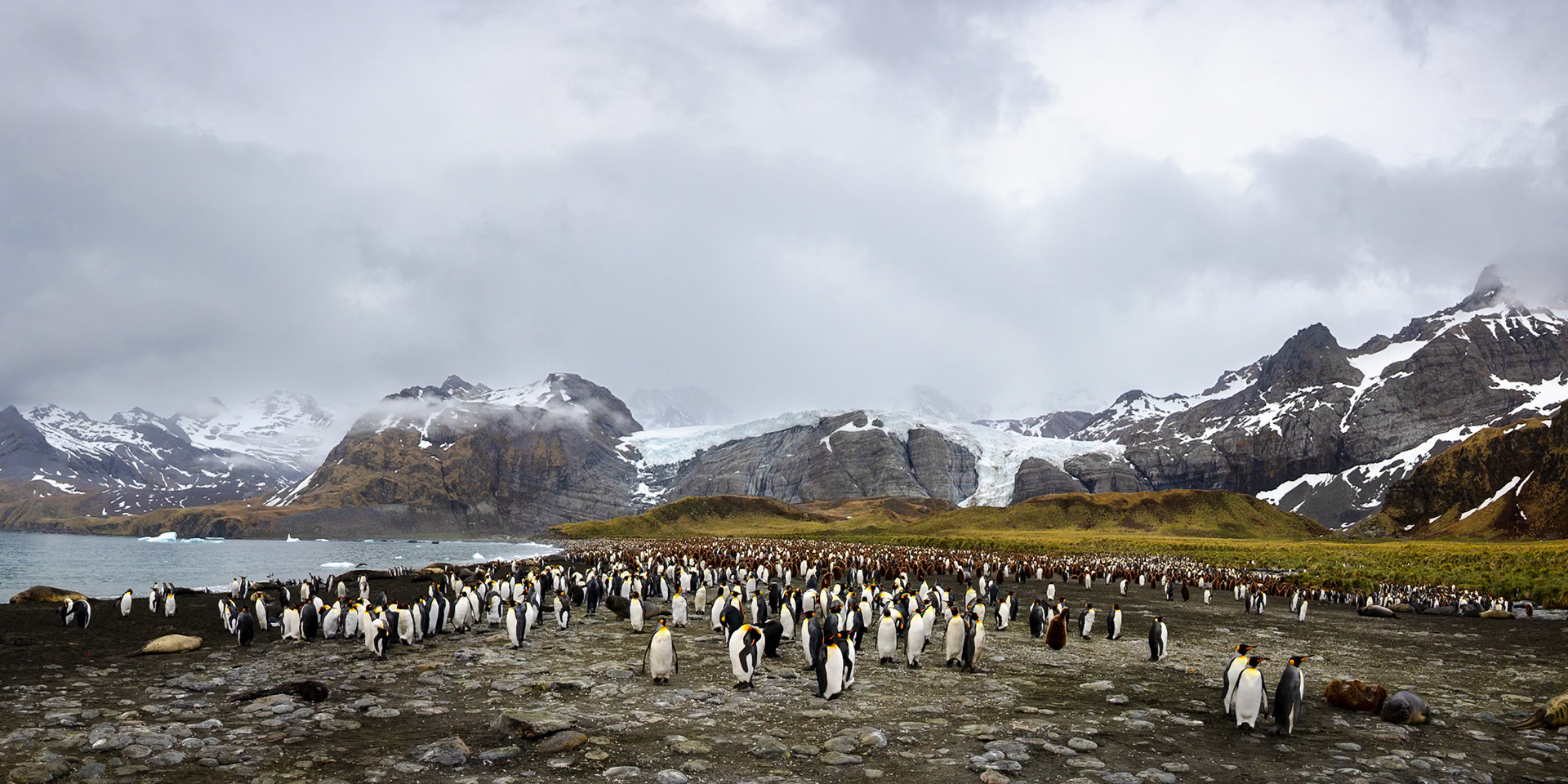 King Penguin Colony, Gold Harbor, South Georgia Island