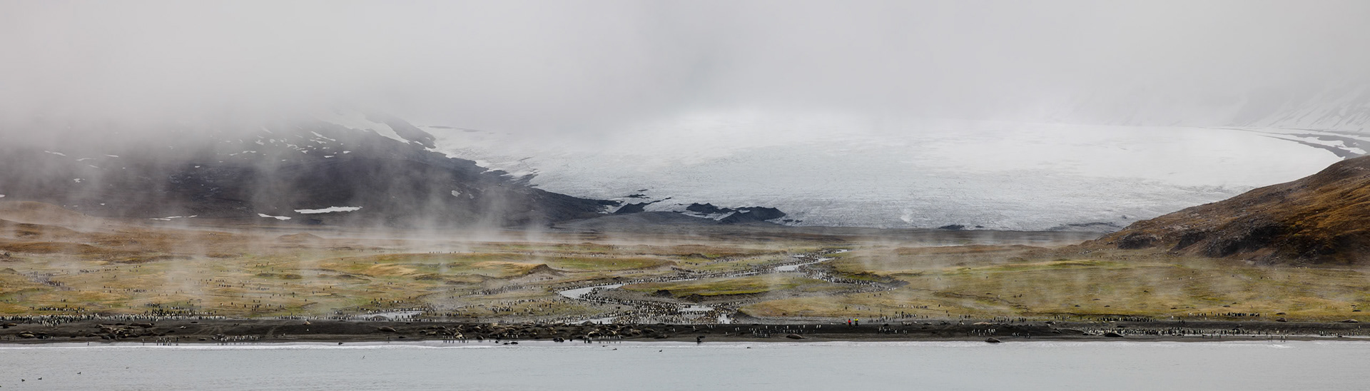 King Penguin Colony, St. Andrews Bay, South Georgia Island