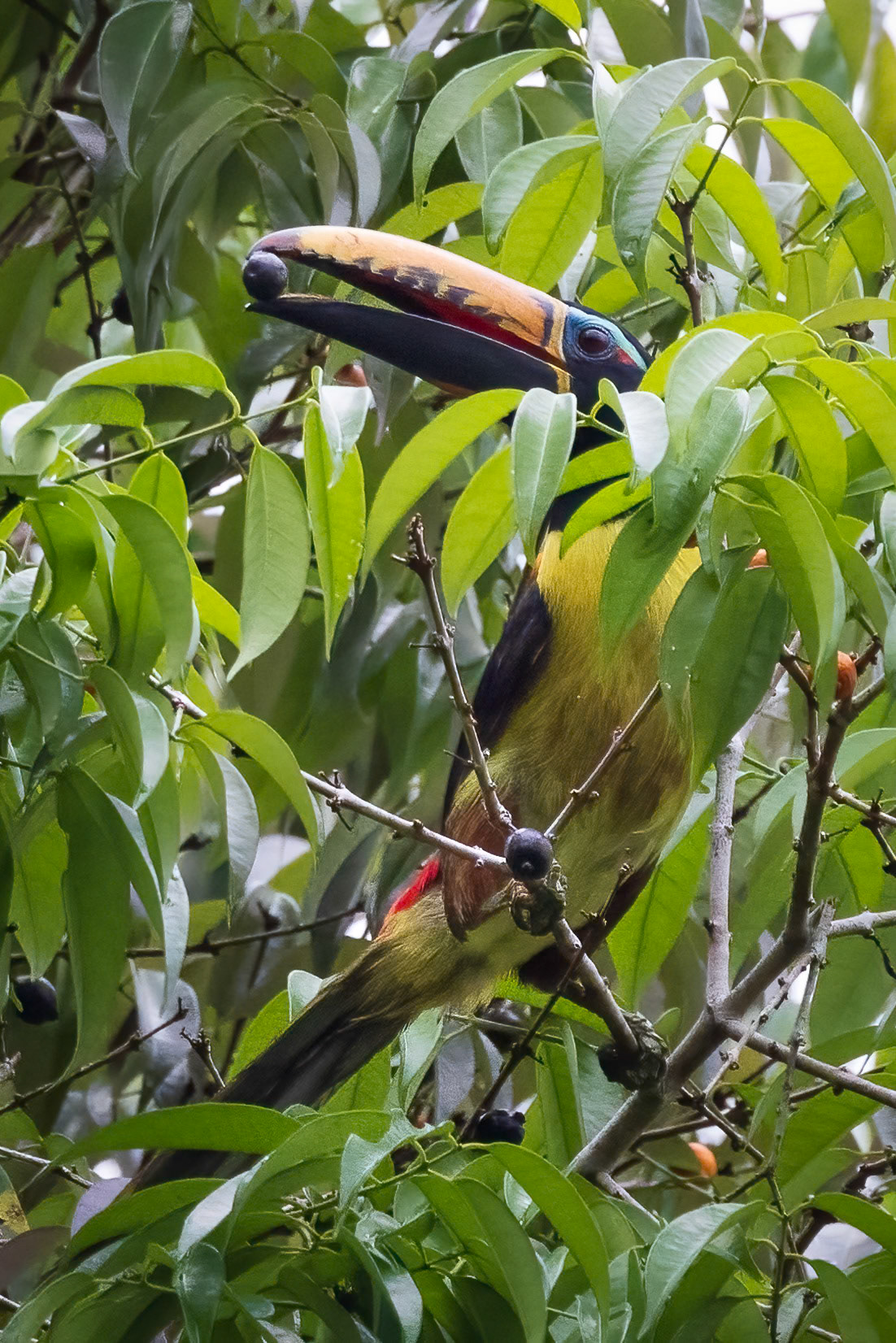 Chestnut-eared Aracari, Toucan