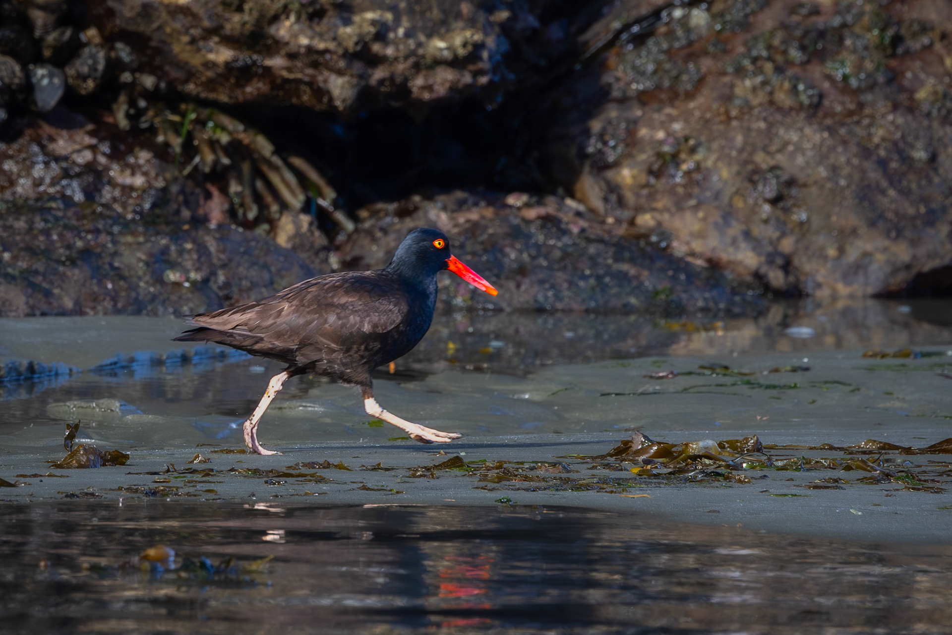 Salt Creek Point, Black Oyster Catcher
