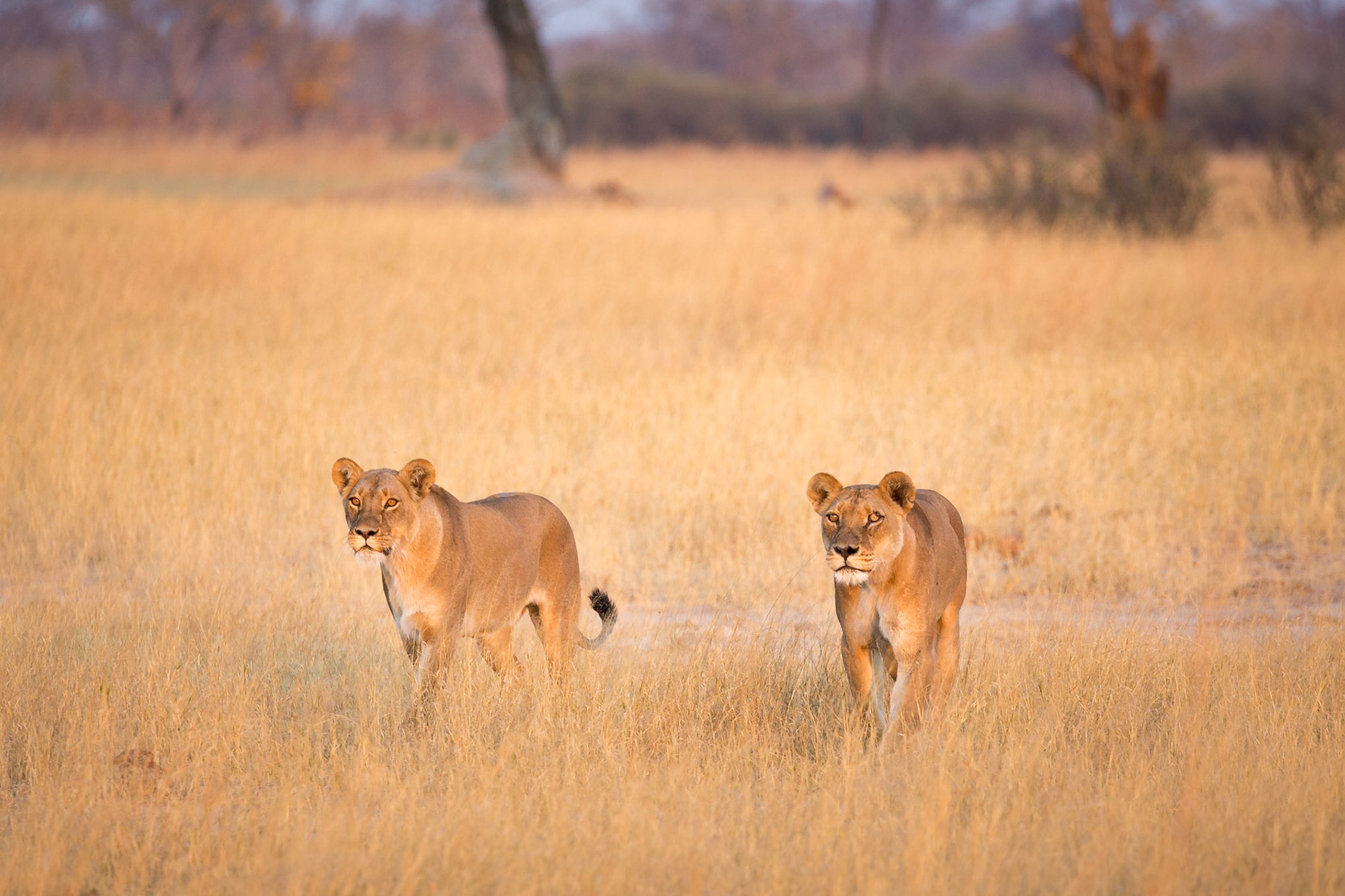 Hwange National Park:  Lionesses starting the evening hunt